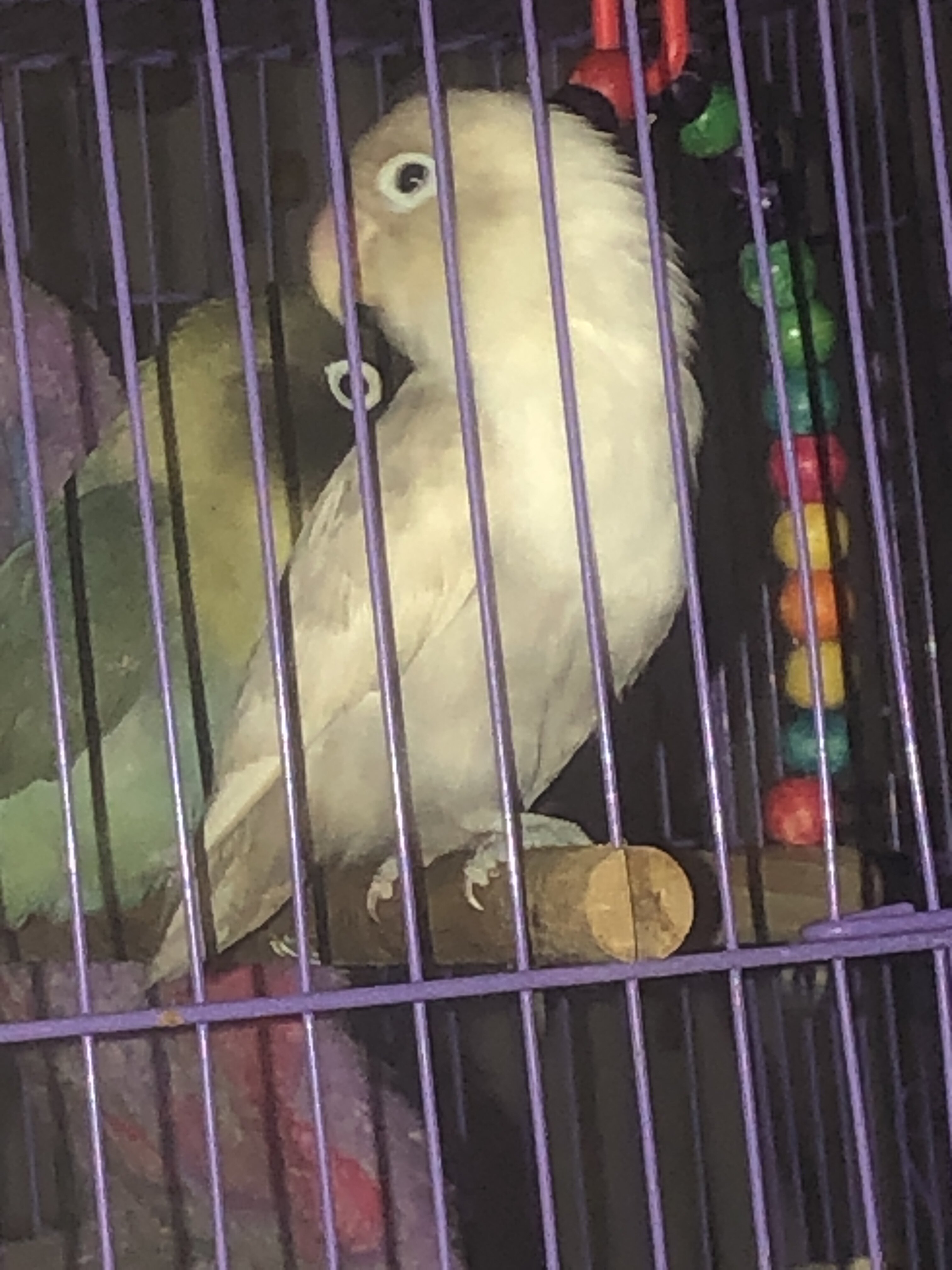 Lovebird pair image 1
