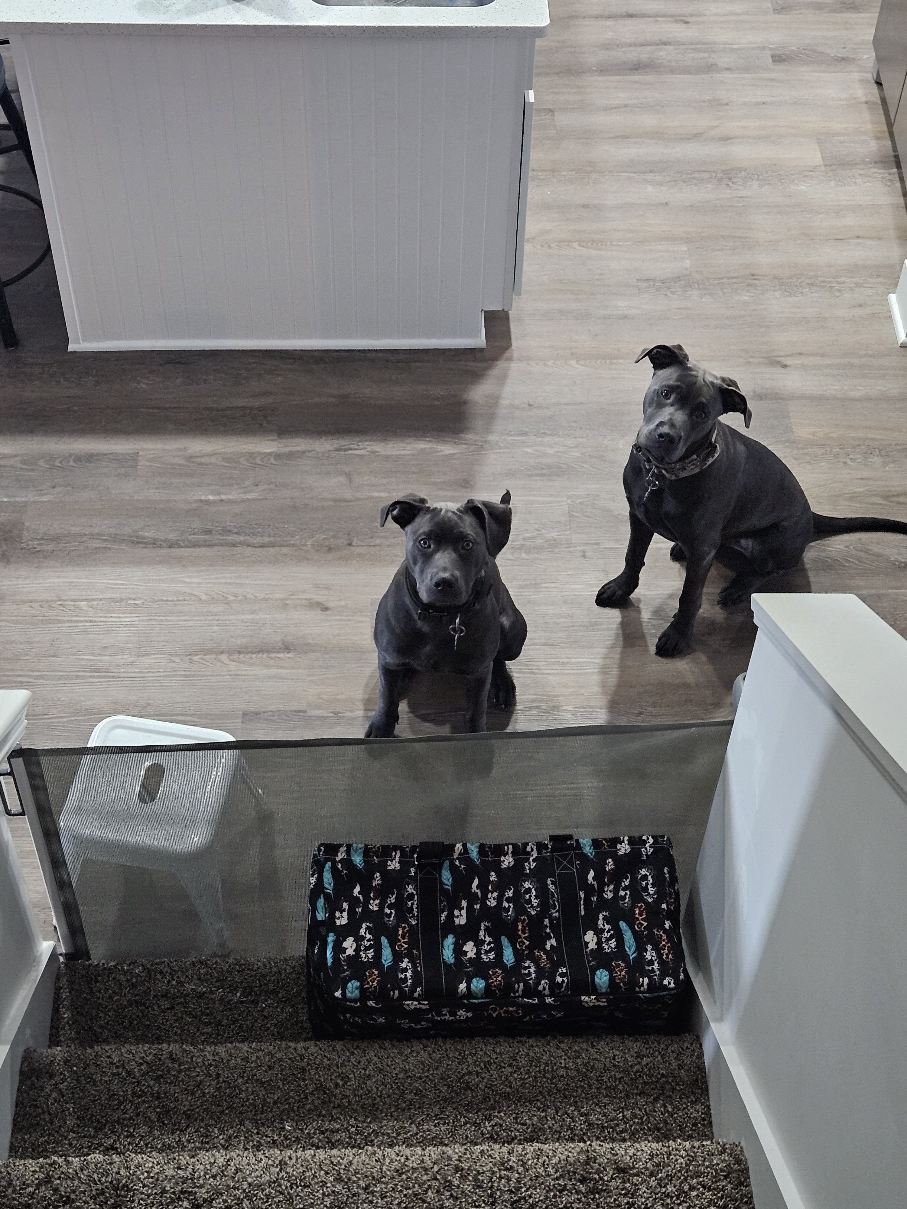 2 - 10 month old mix breed puppies image 1