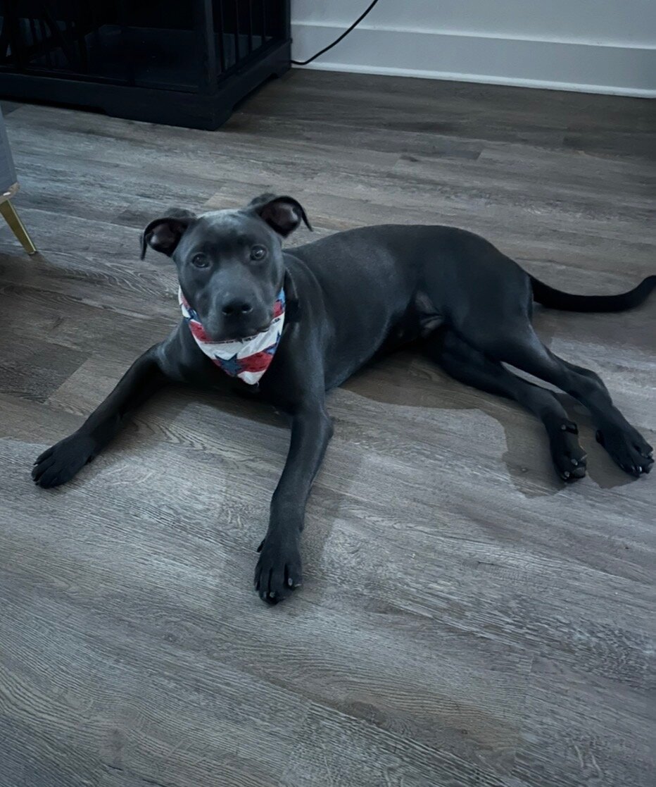 2 - 10 month old mix breed puppies image 2