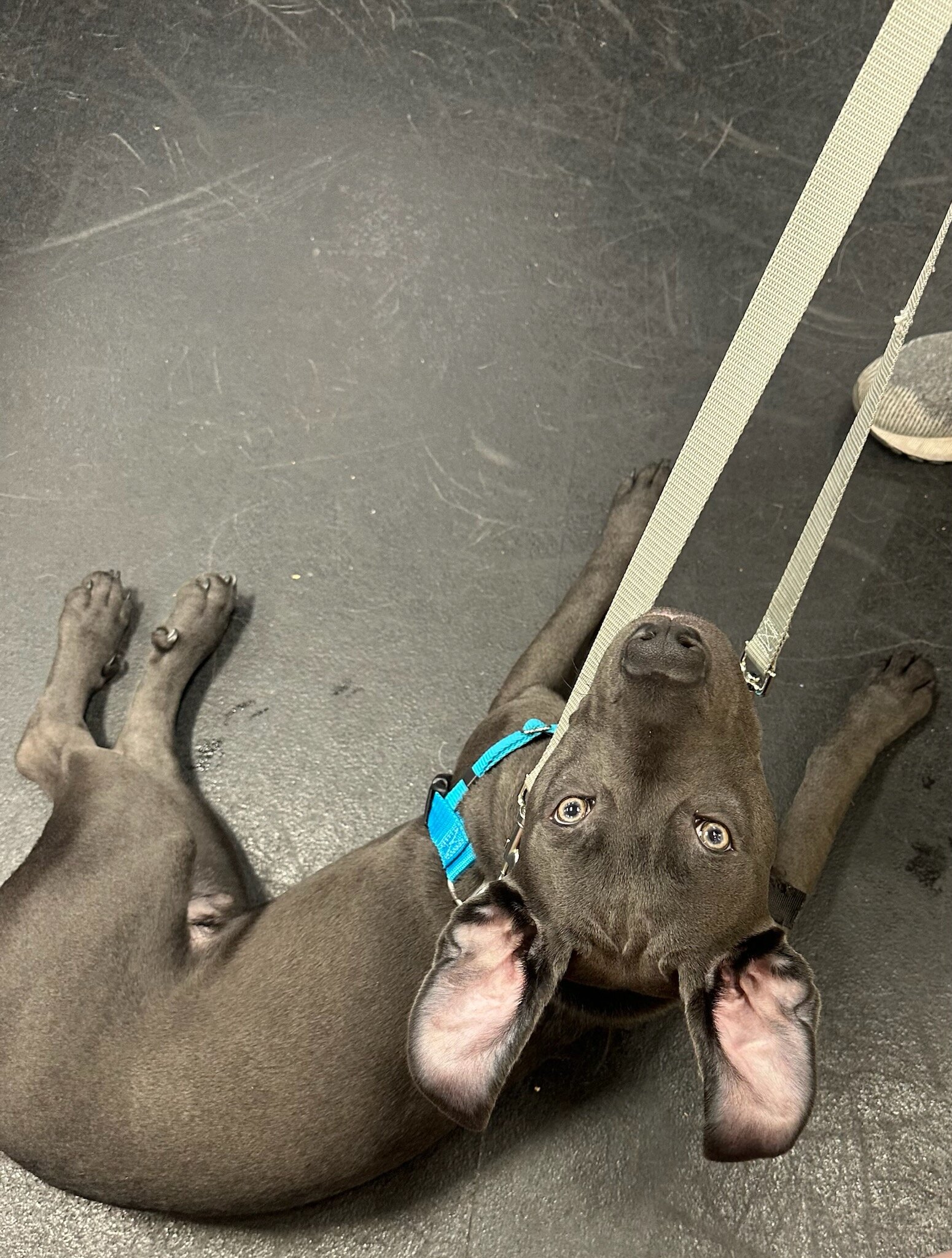 2 - 10 month old mix breed puppies image 3