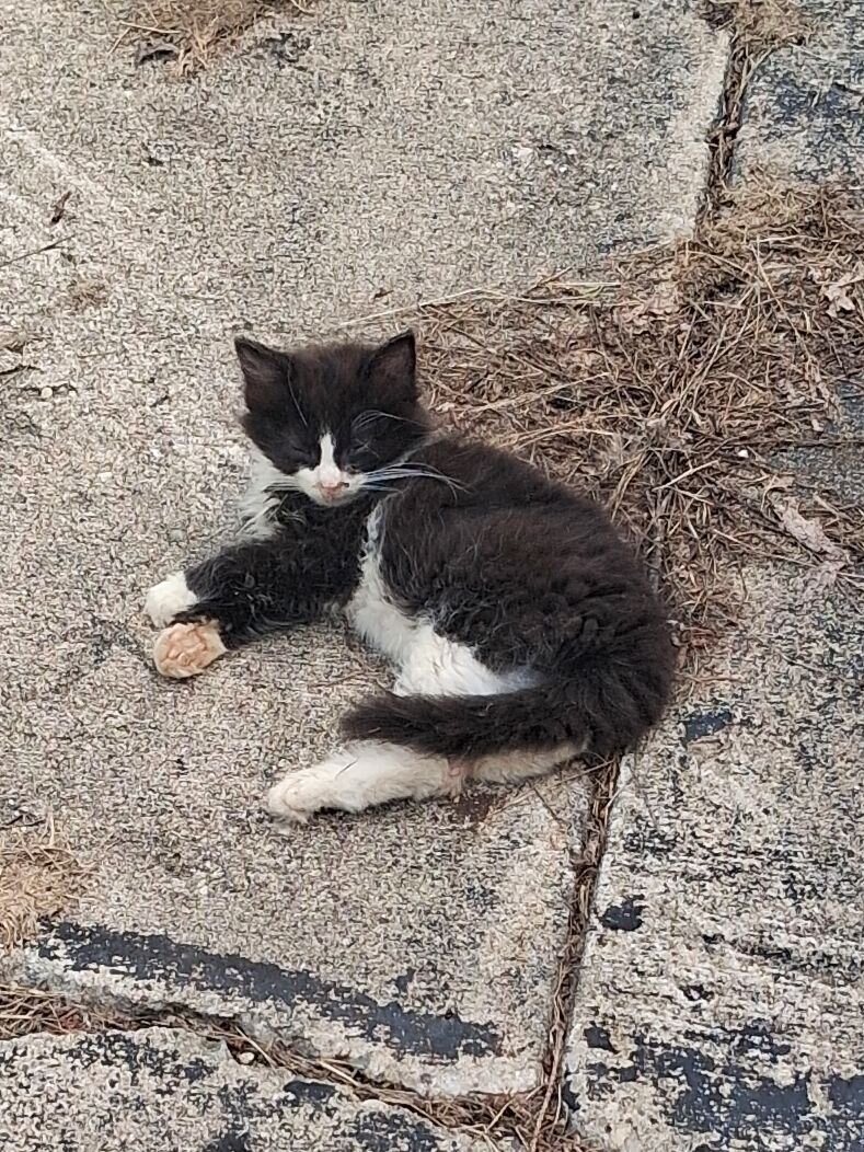 A Cute Little Kiten!!! image 1