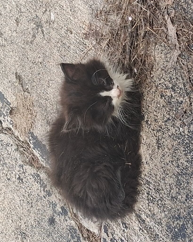 A Cute Little Kiten!!! image 2