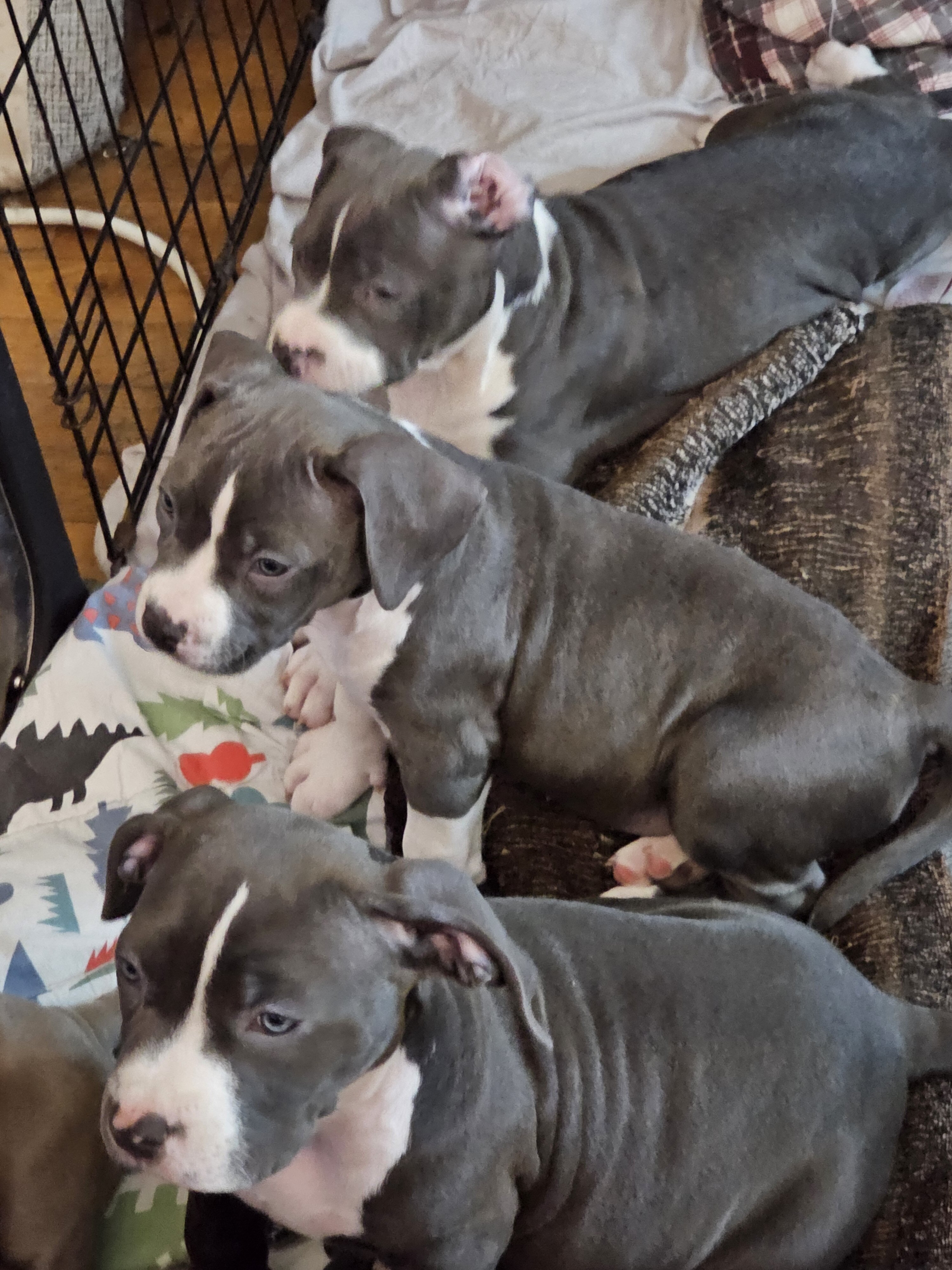 Staffordshire bull terrier puppies image 1