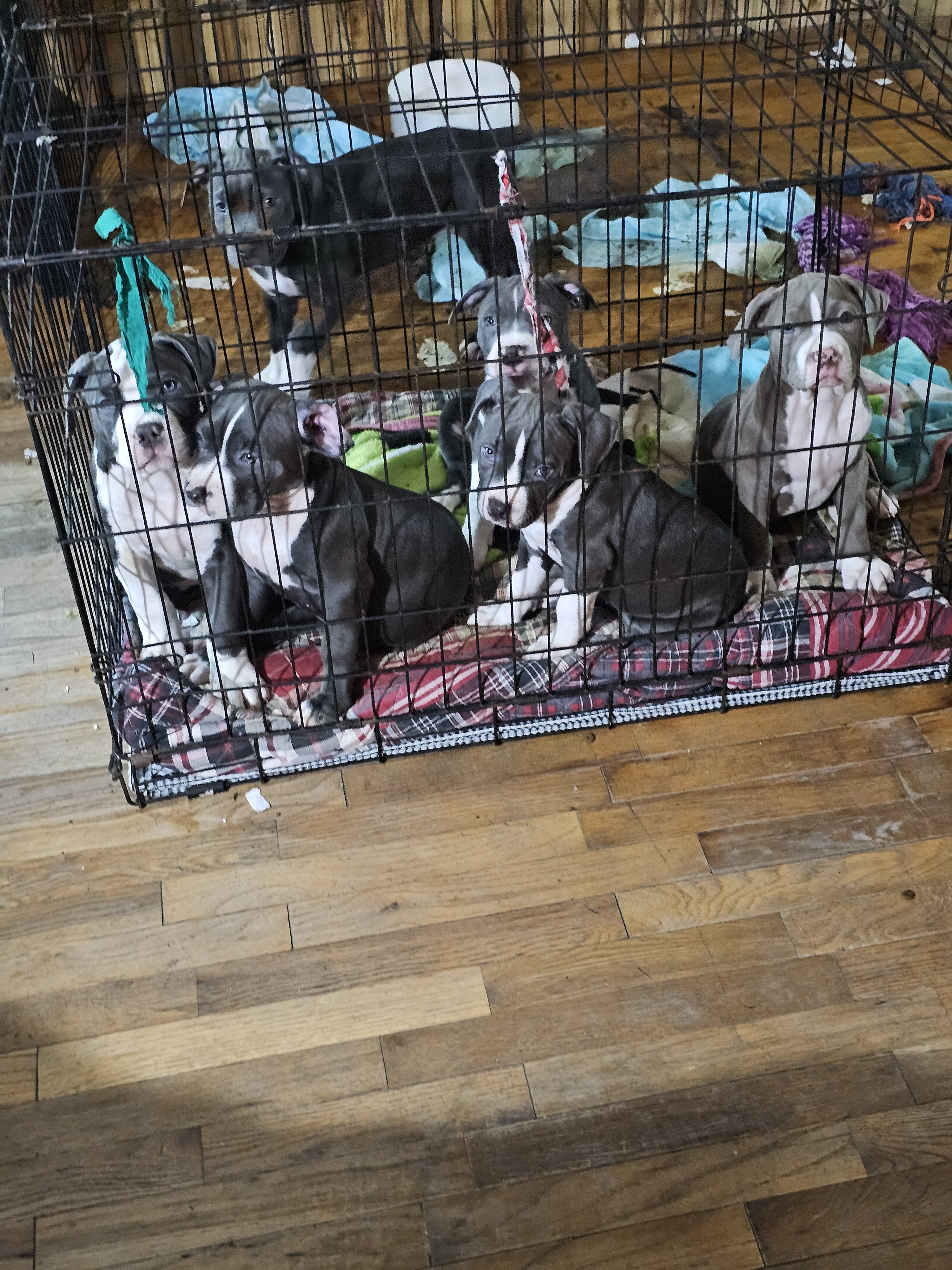 Staffordshire bull terrier puppies image 3