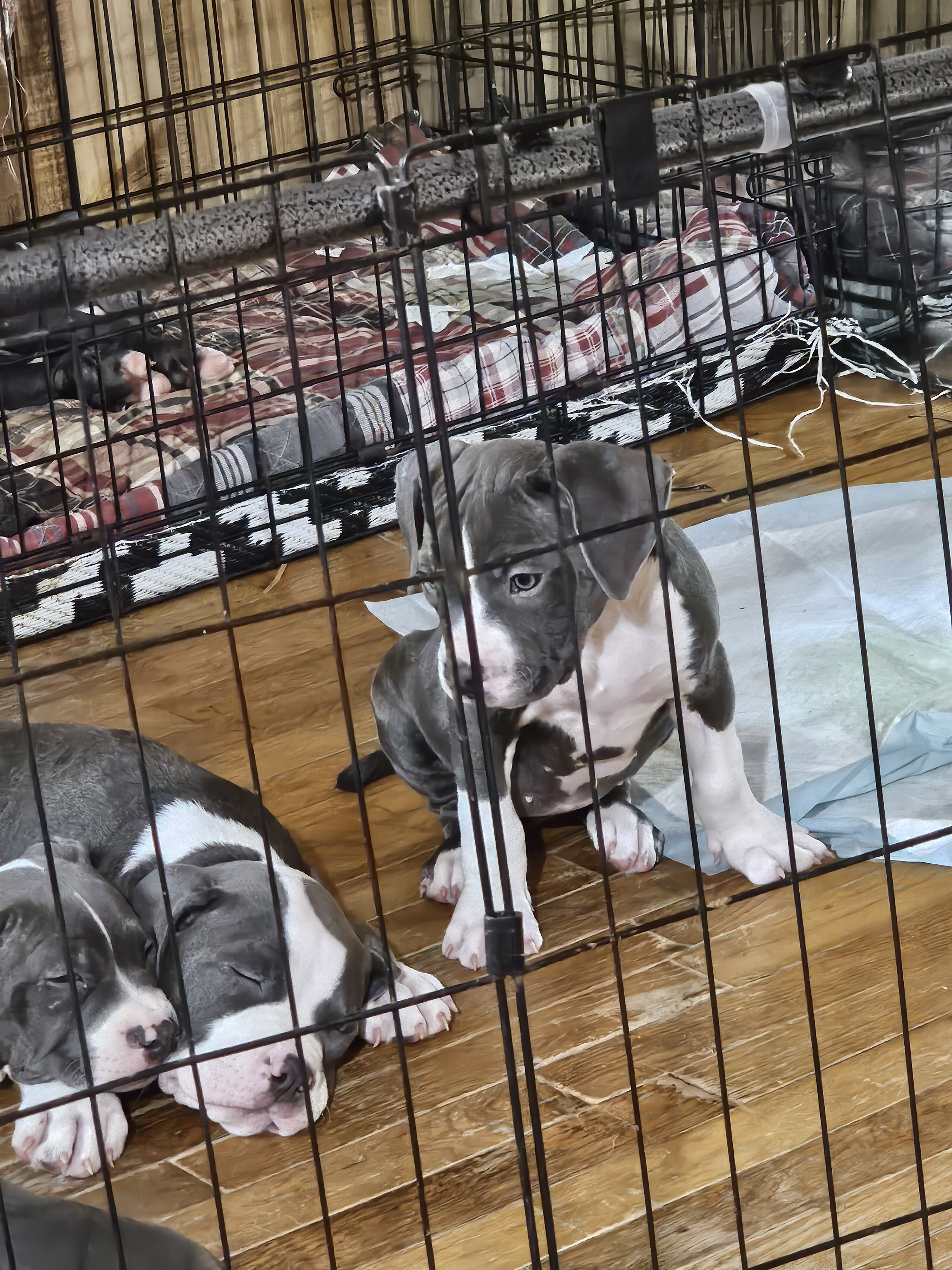 Staffordshire bull terrier puppies image 4