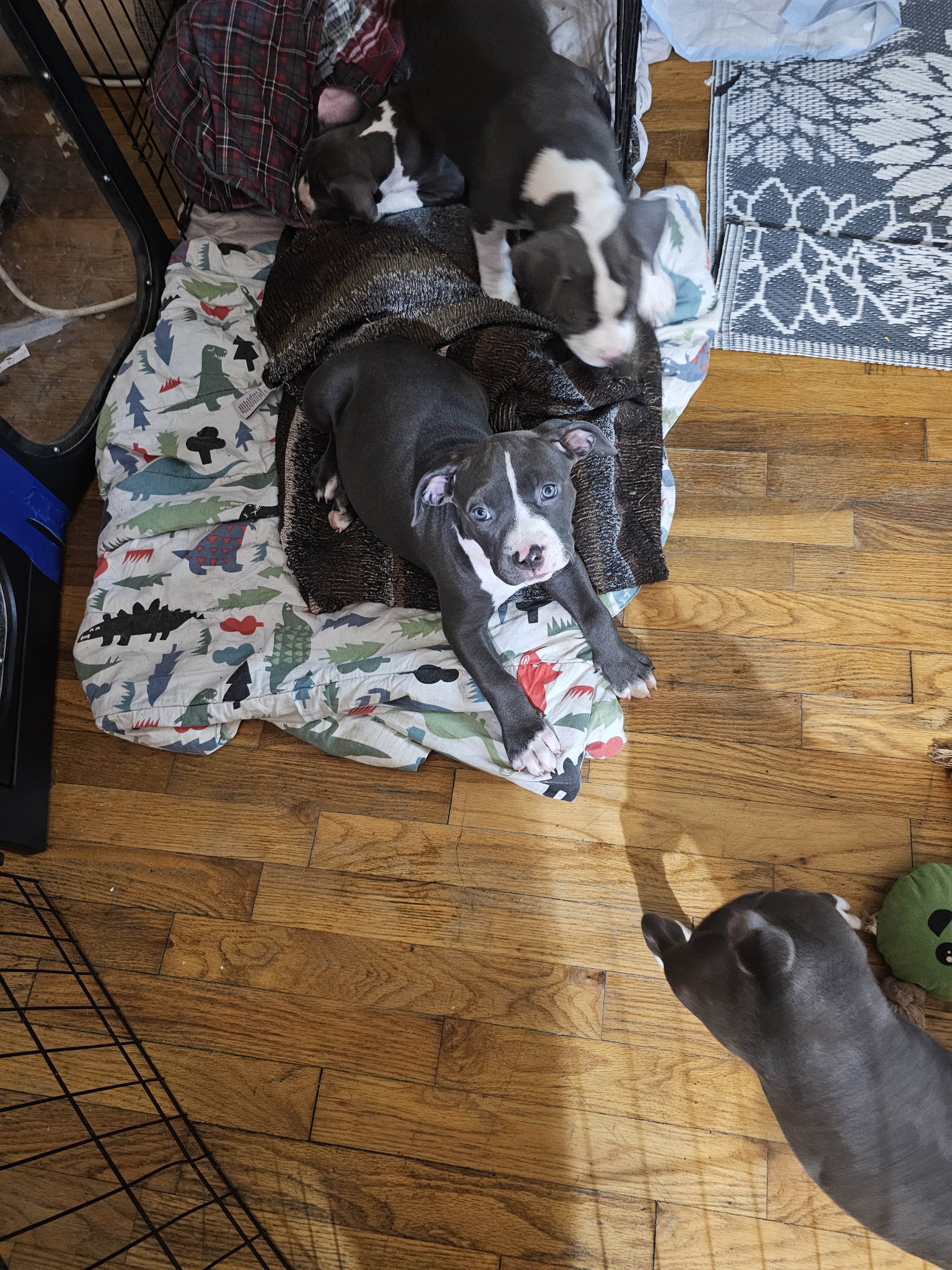 Staffordshire bull terrier puppies image 2