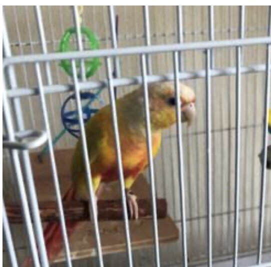 Red Factor Conure image 1