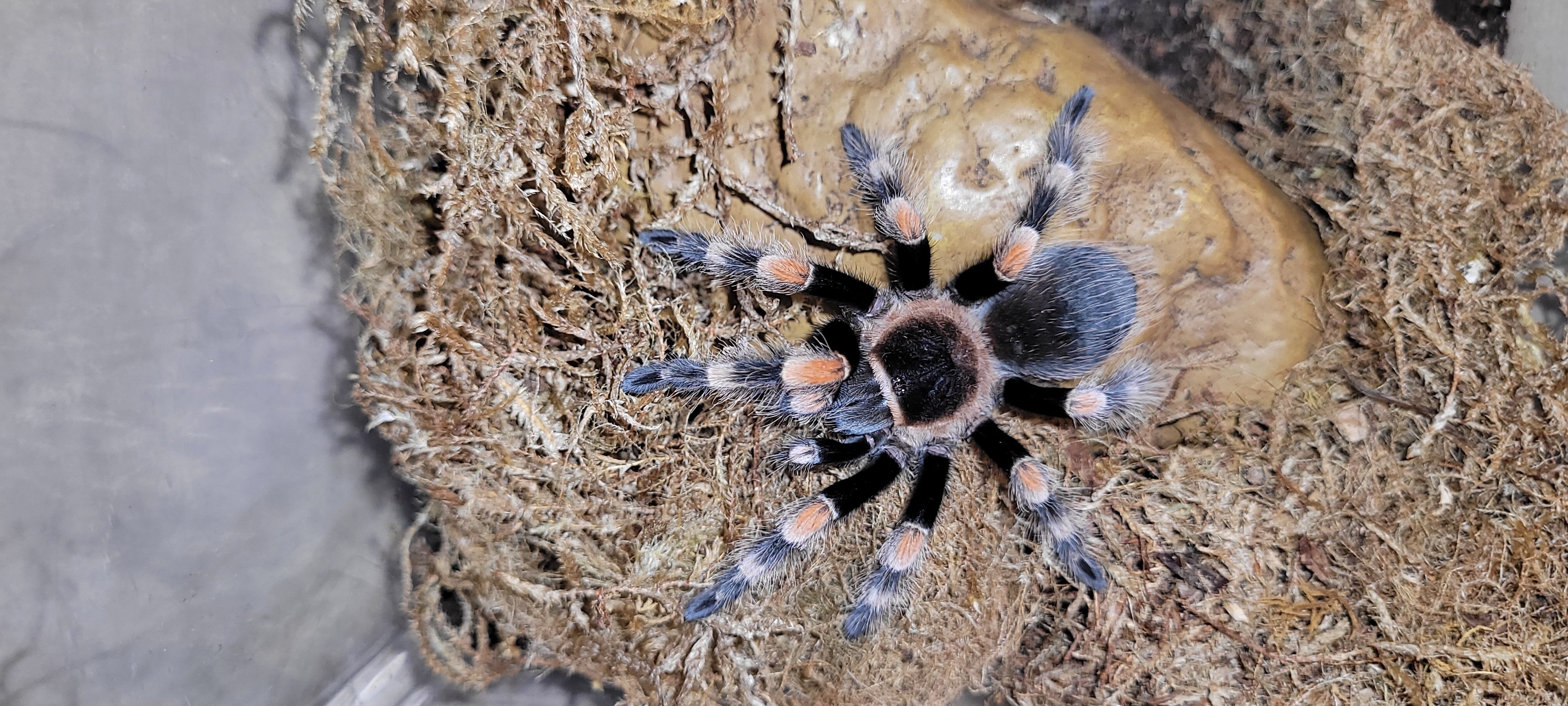 MEXICAN RED KNEE TARANTULA image 2