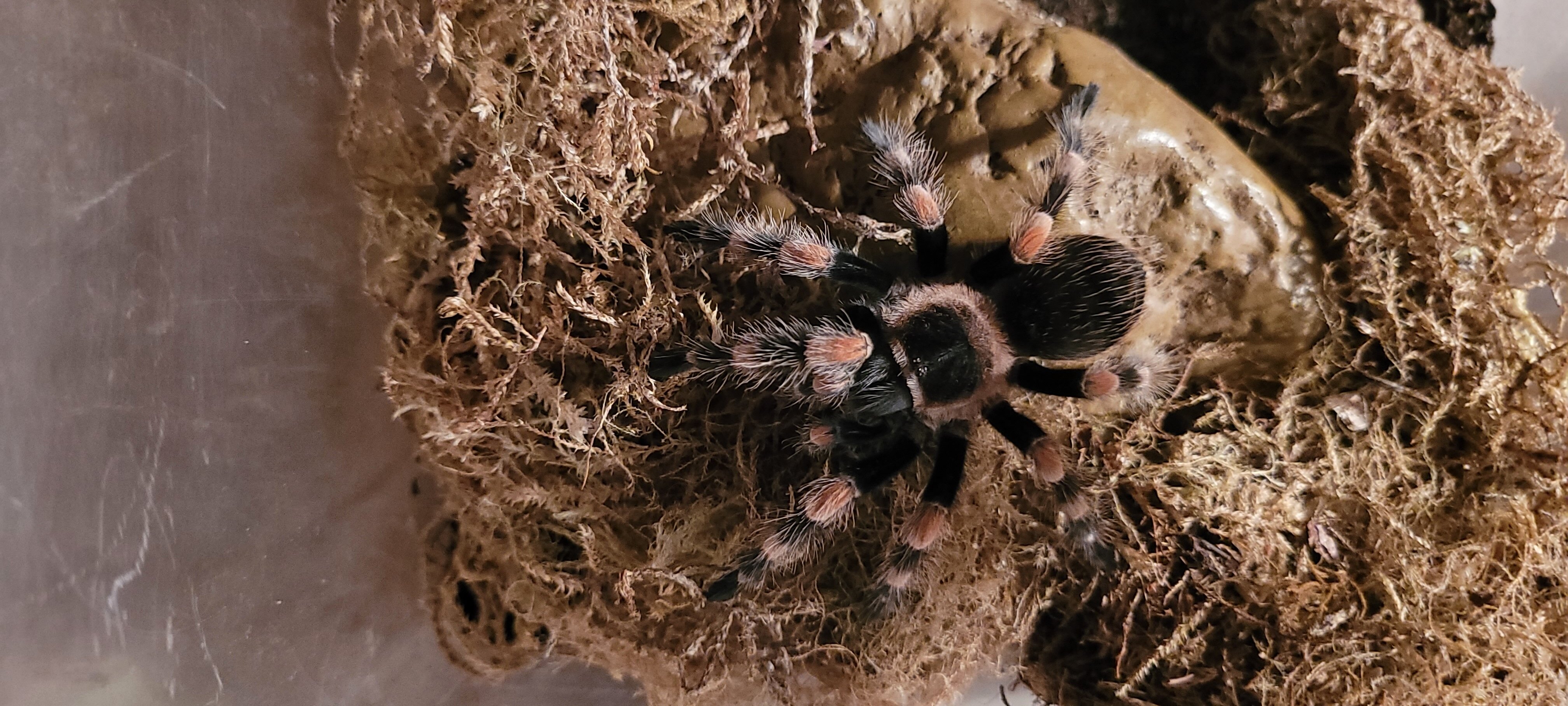 MEXICAN RED KNEE TARANTULA image 1