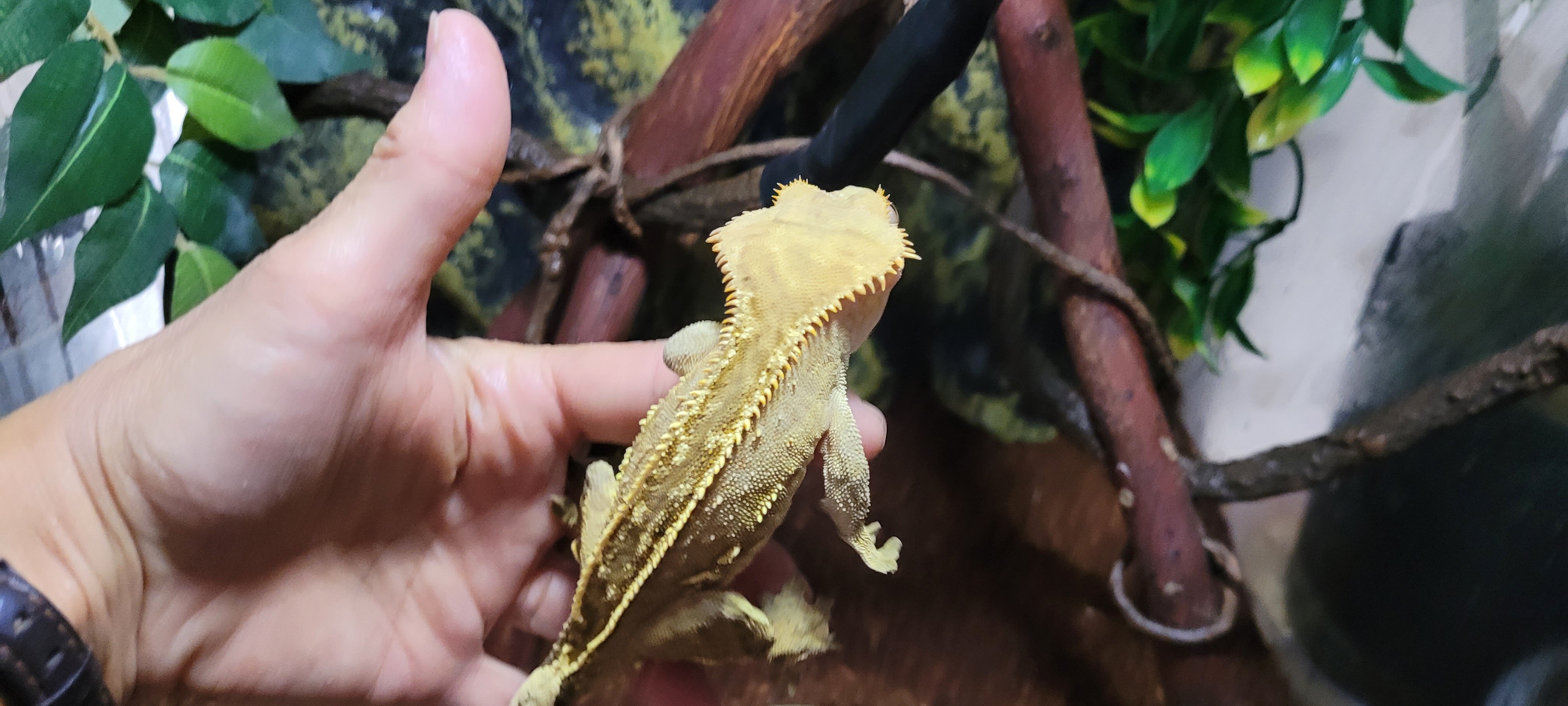 MALE CRESTED GECKO image 4