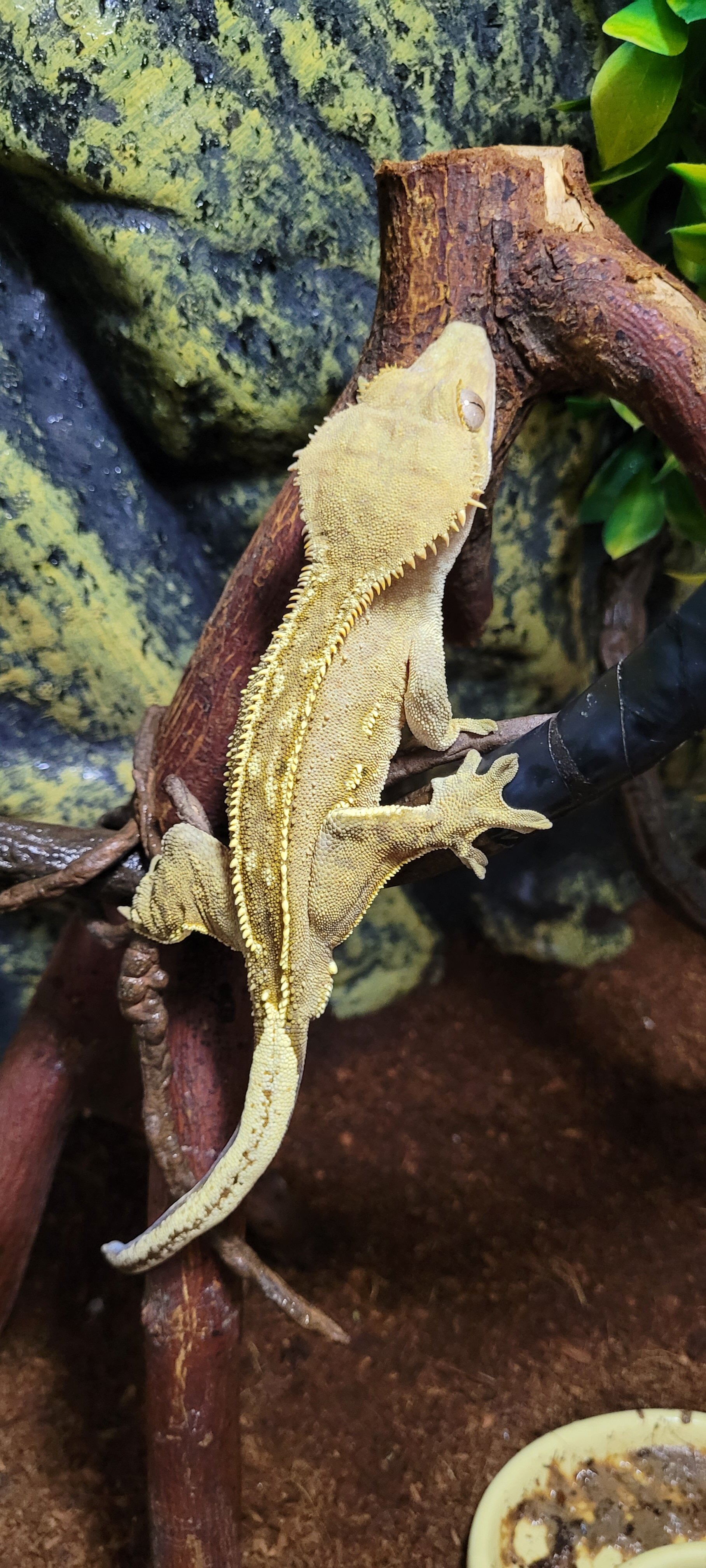 MALE CRESTED GECKO image 3