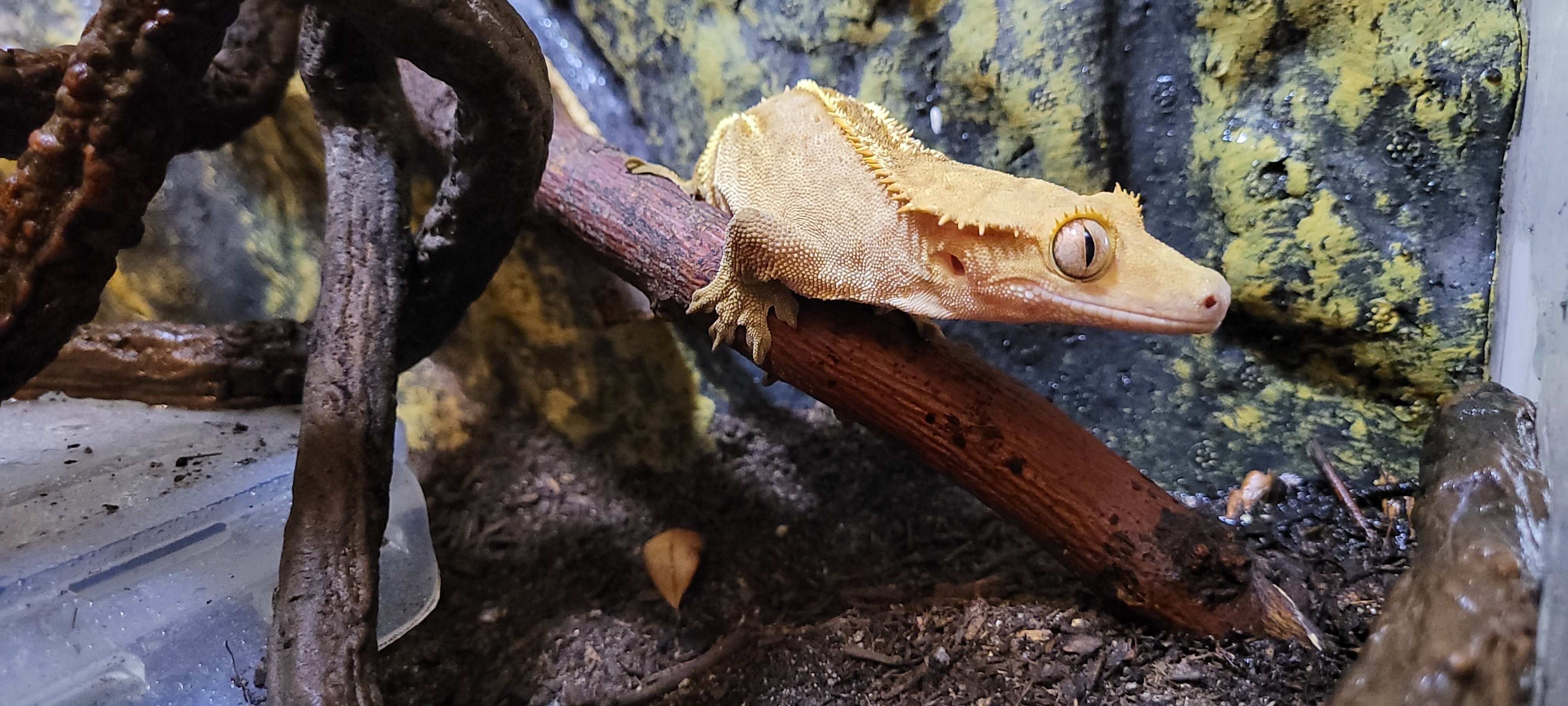 MALE CRESTED GECKO image 2