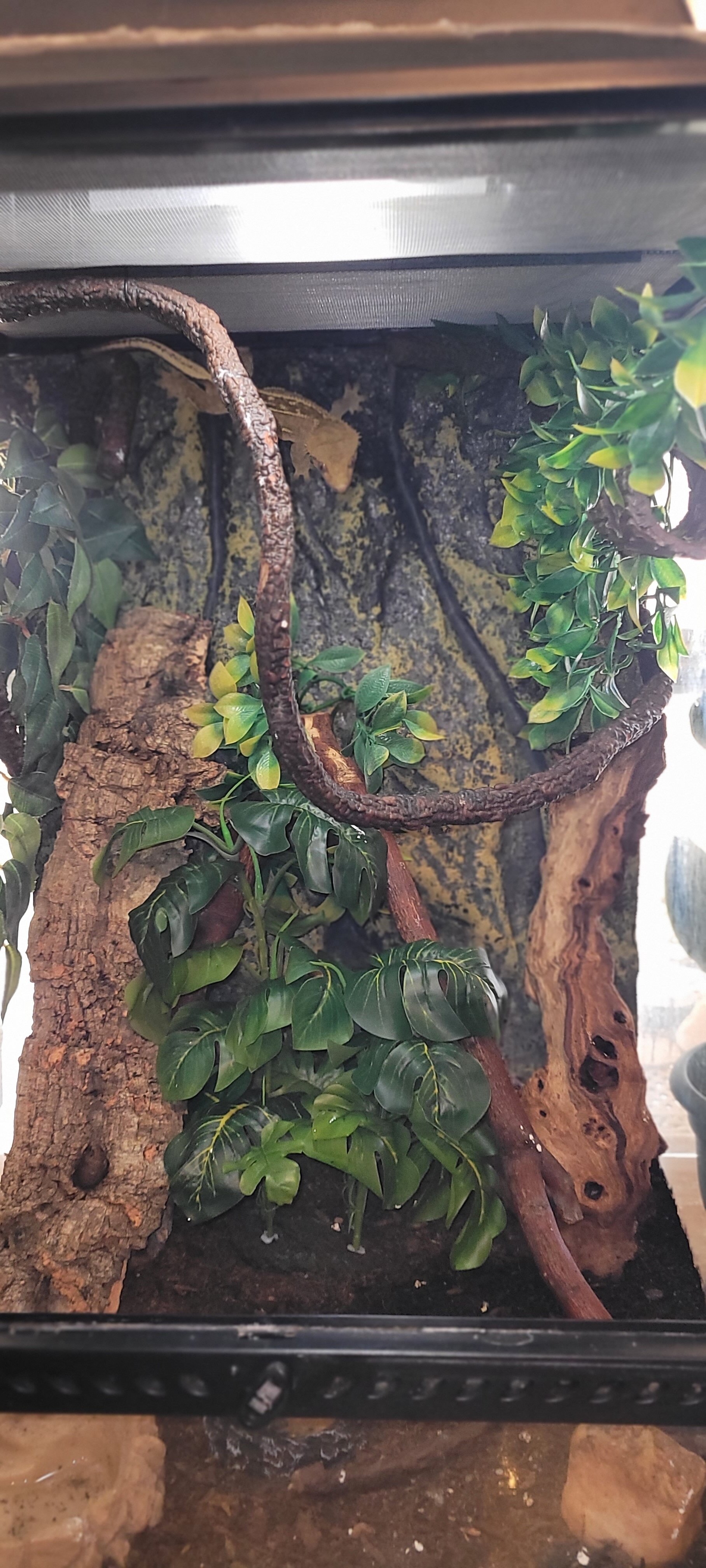 MALE CRESTED GECKO image 1