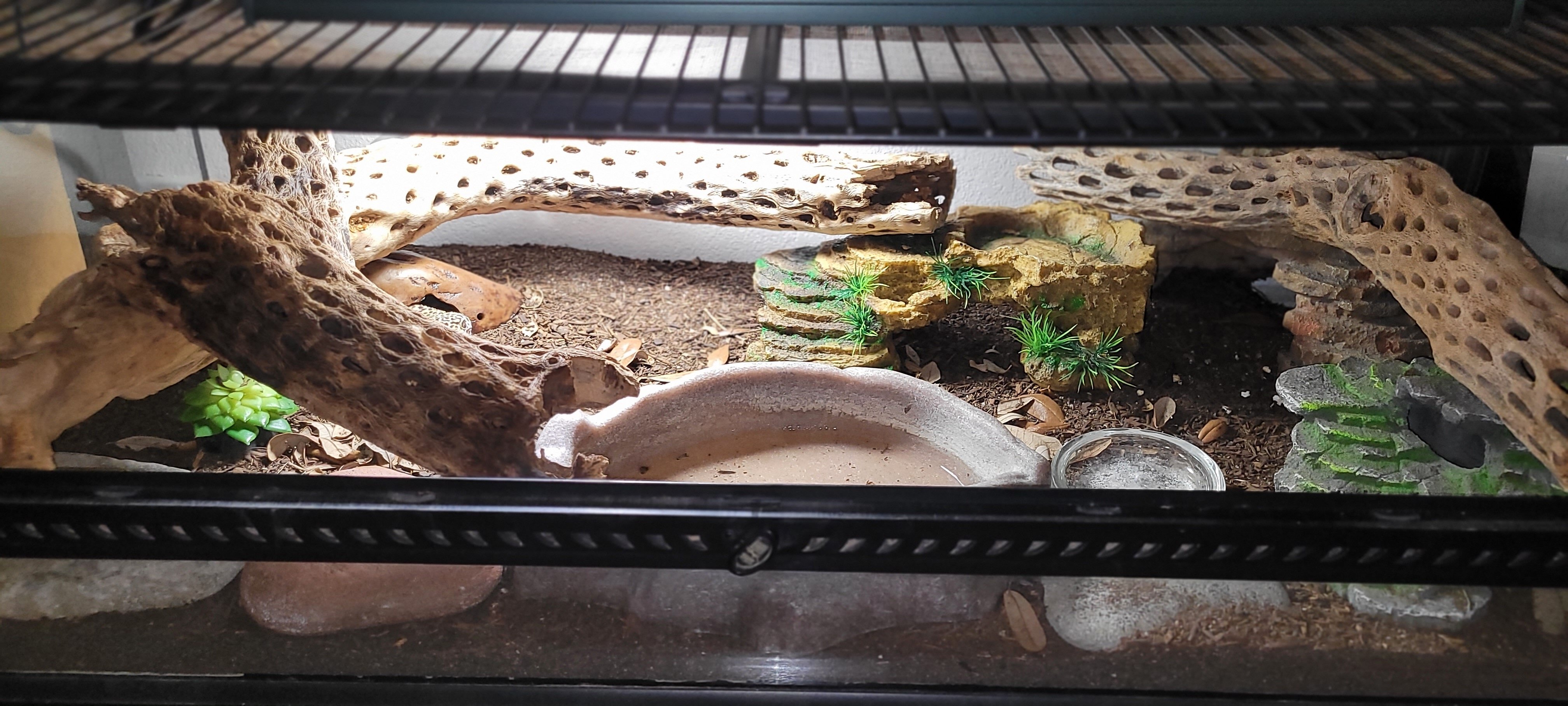 MALE LEOPARD GECKO image 2