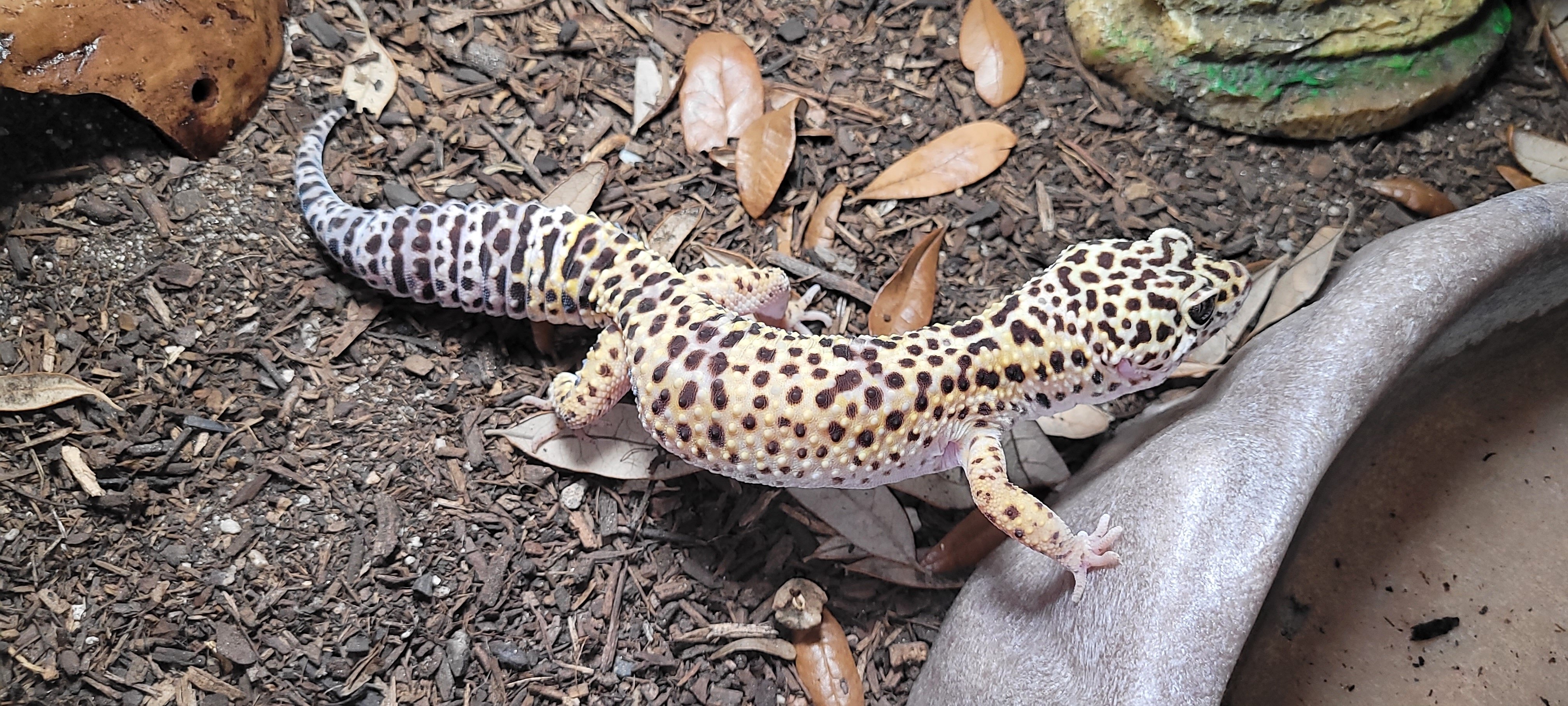 MALE LEOPARD GECKO image 1