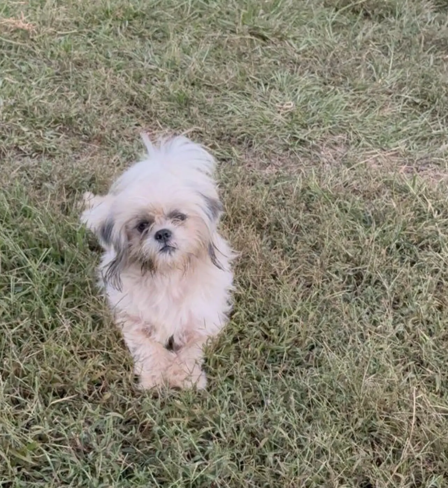 Shih Tzu image 2