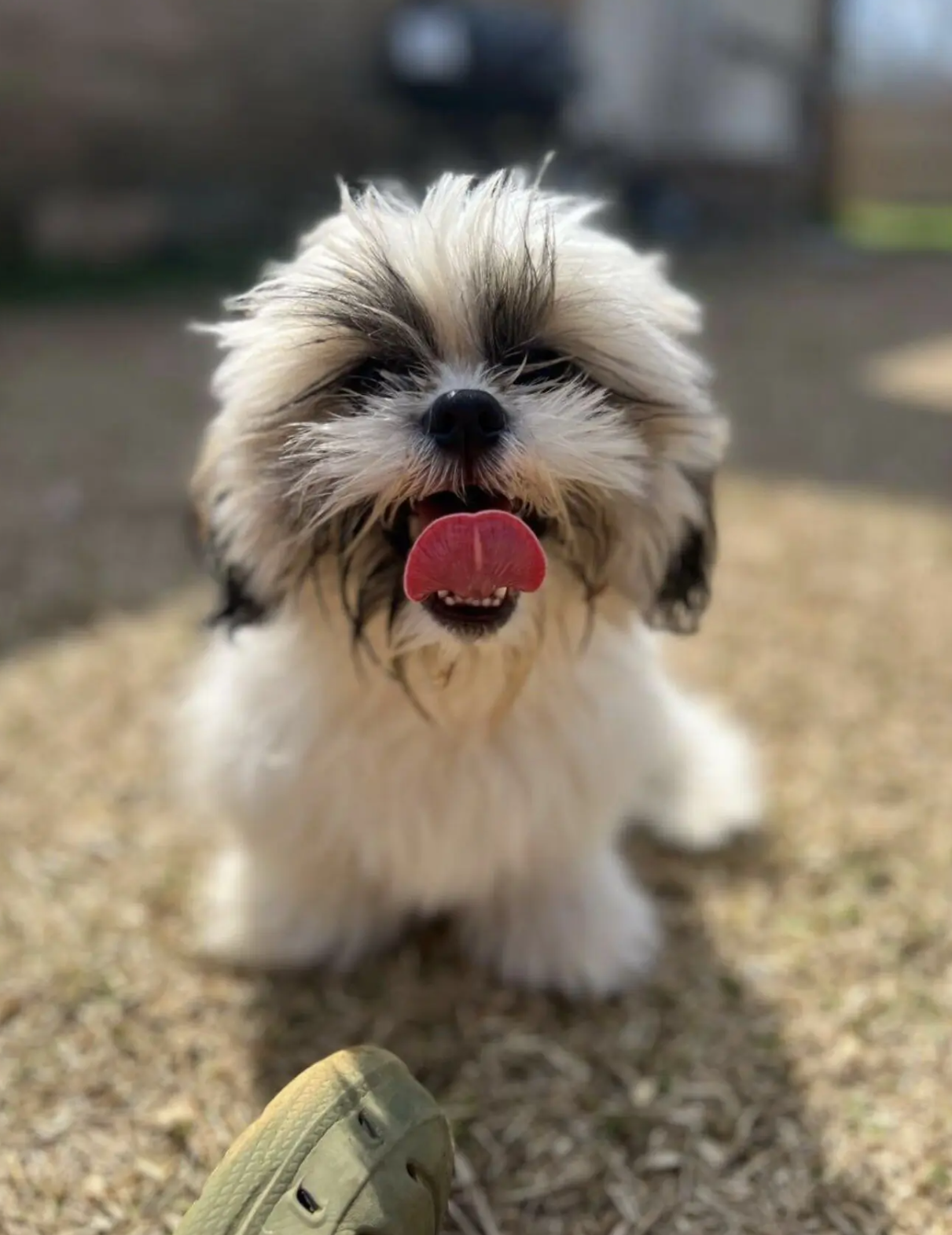 Shih Tzu image 3