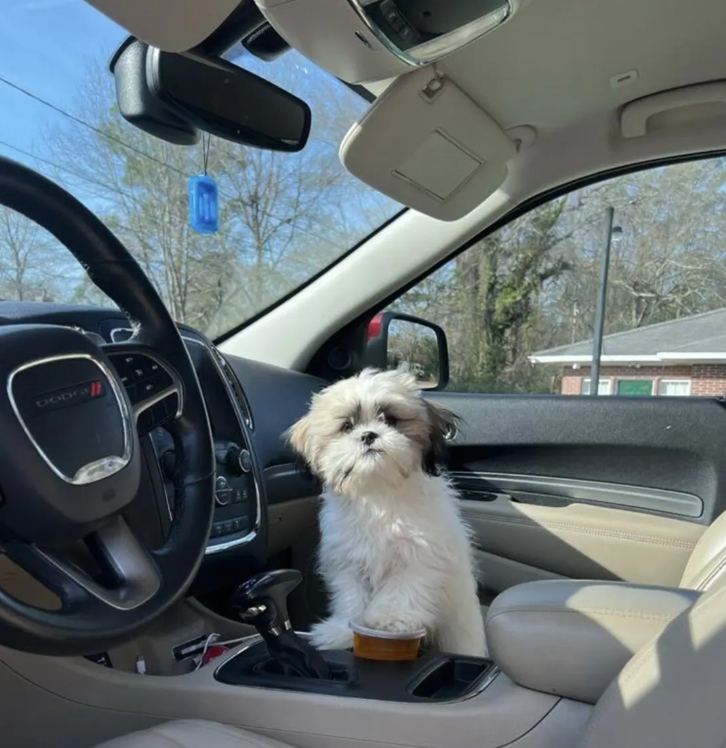 Shih Tzu image 1
