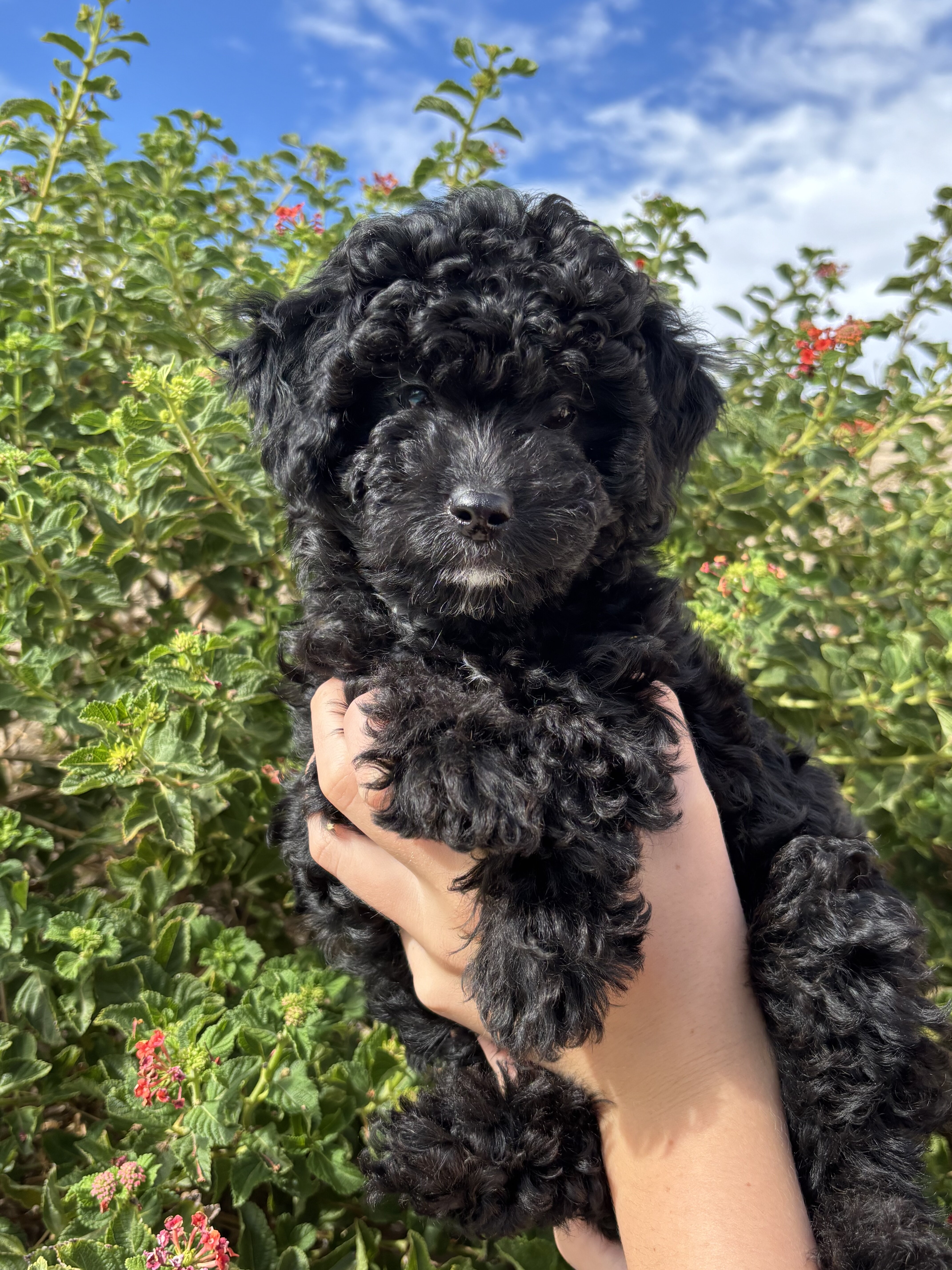 Mini Golden Aussie Doodle puppies image 2