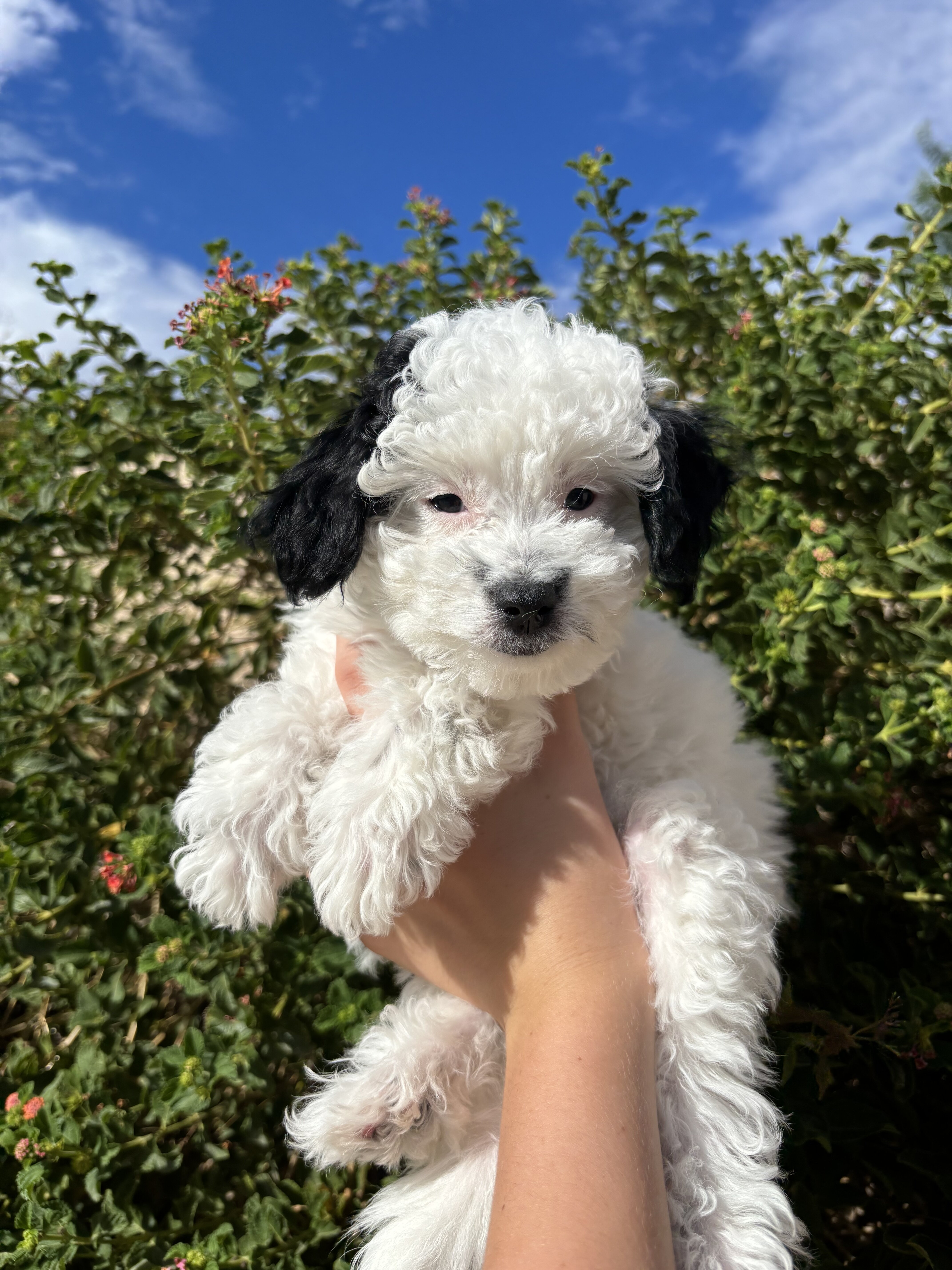 Mini Golden Aussie Doodle puppies image 4