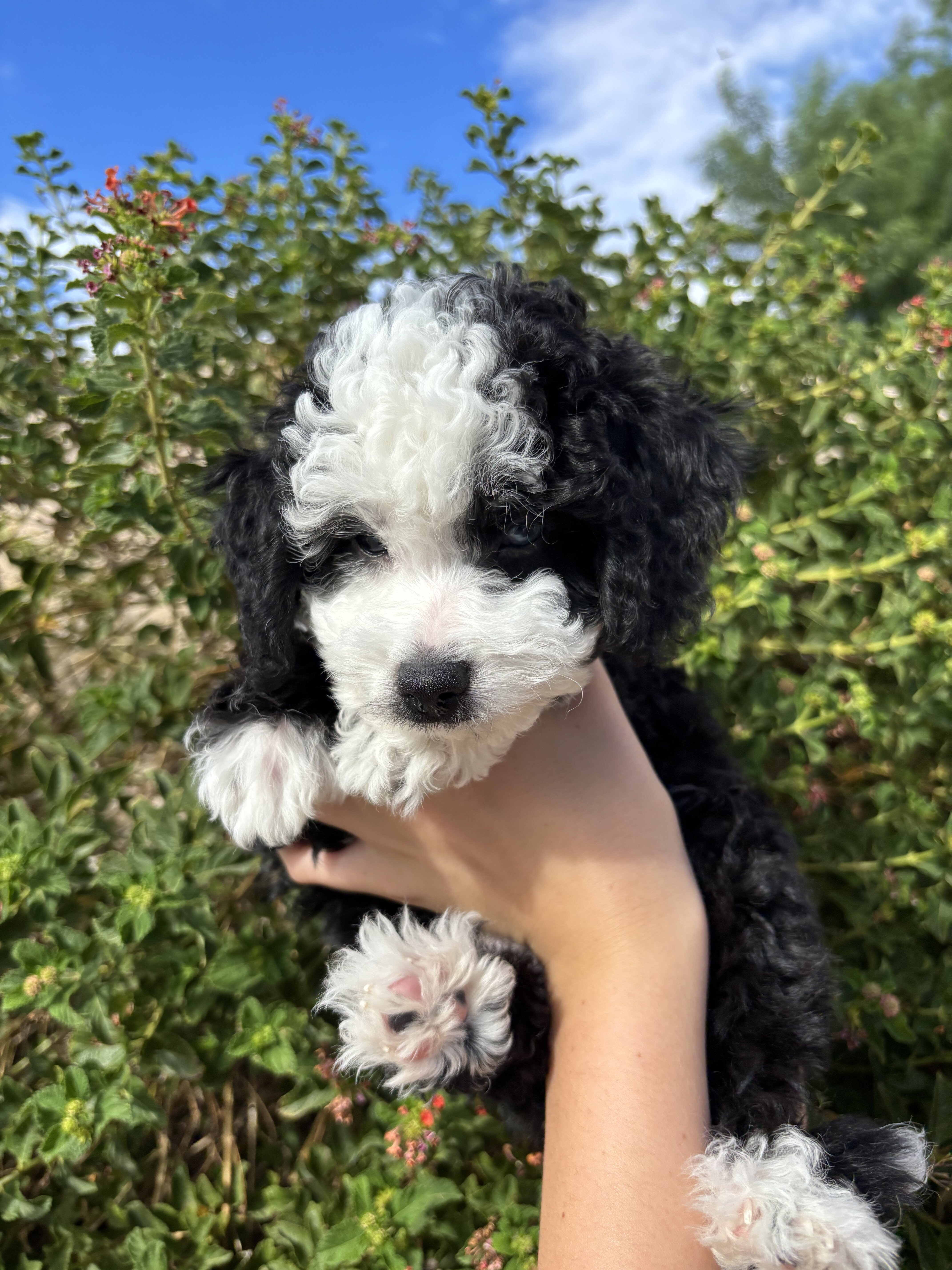 Mini Golden Aussie Doodle puppies image 3