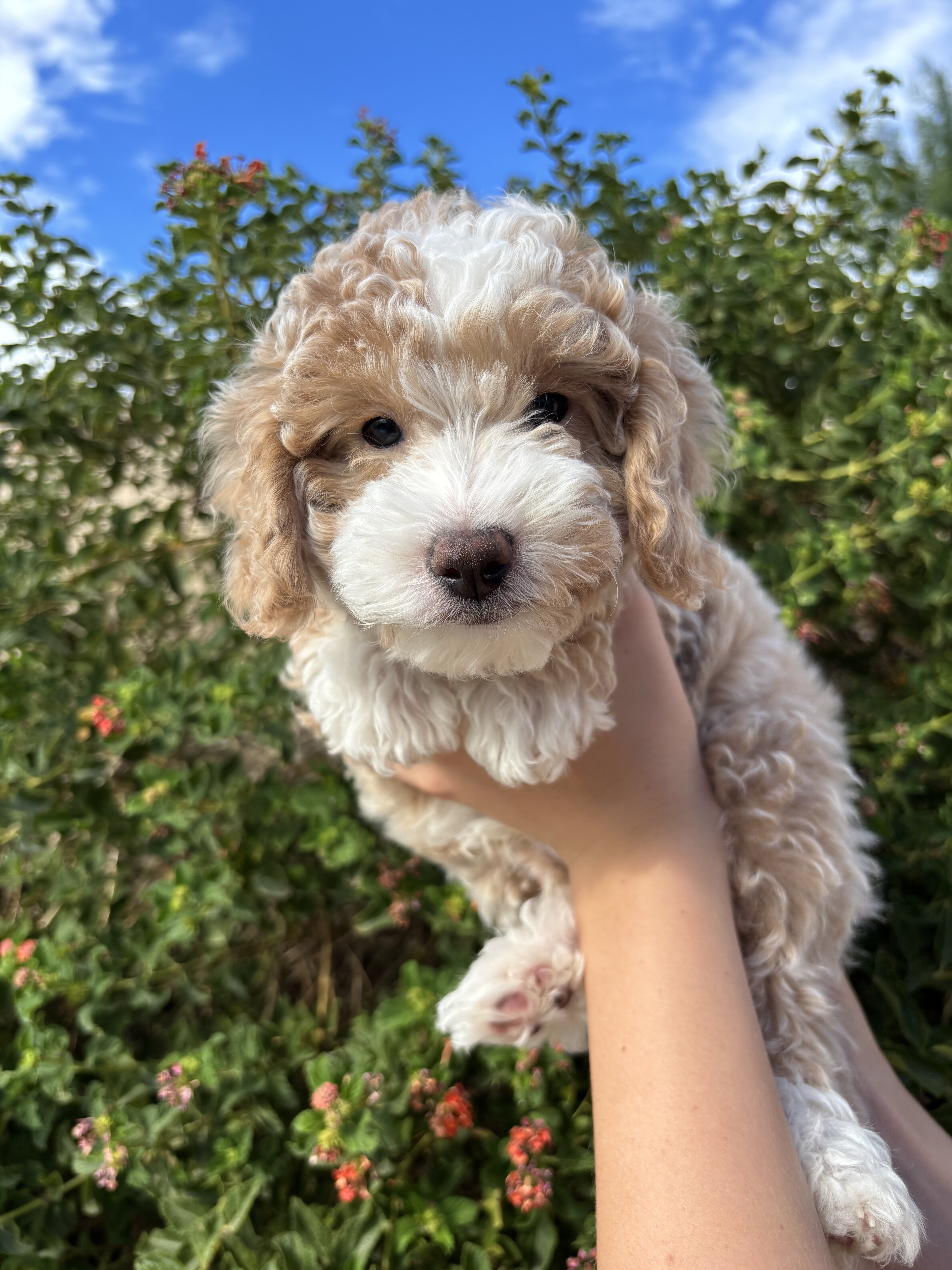 Mini Golden Aussie Doodle puppies image 1