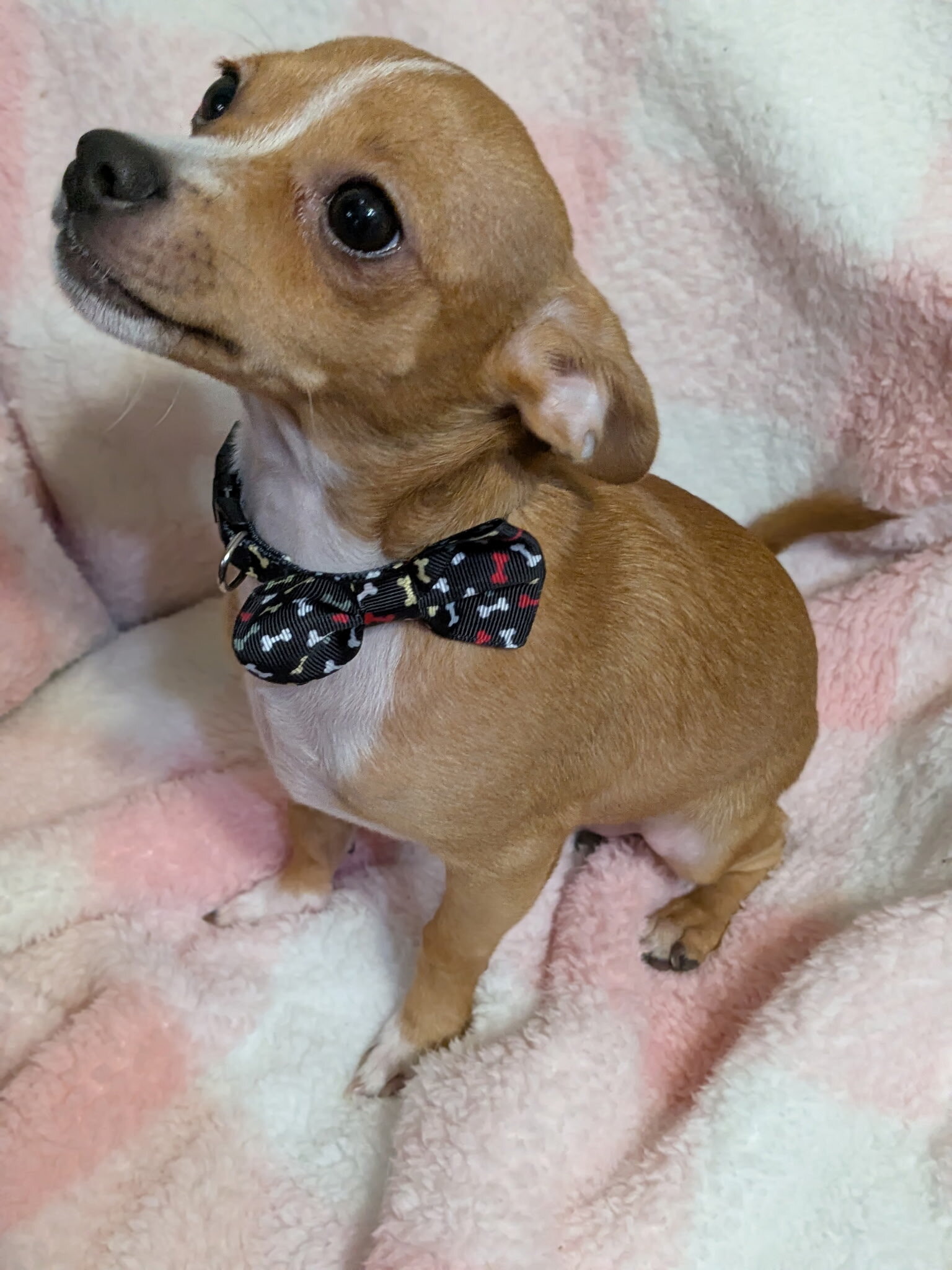 Teddy Chihuahua image 2