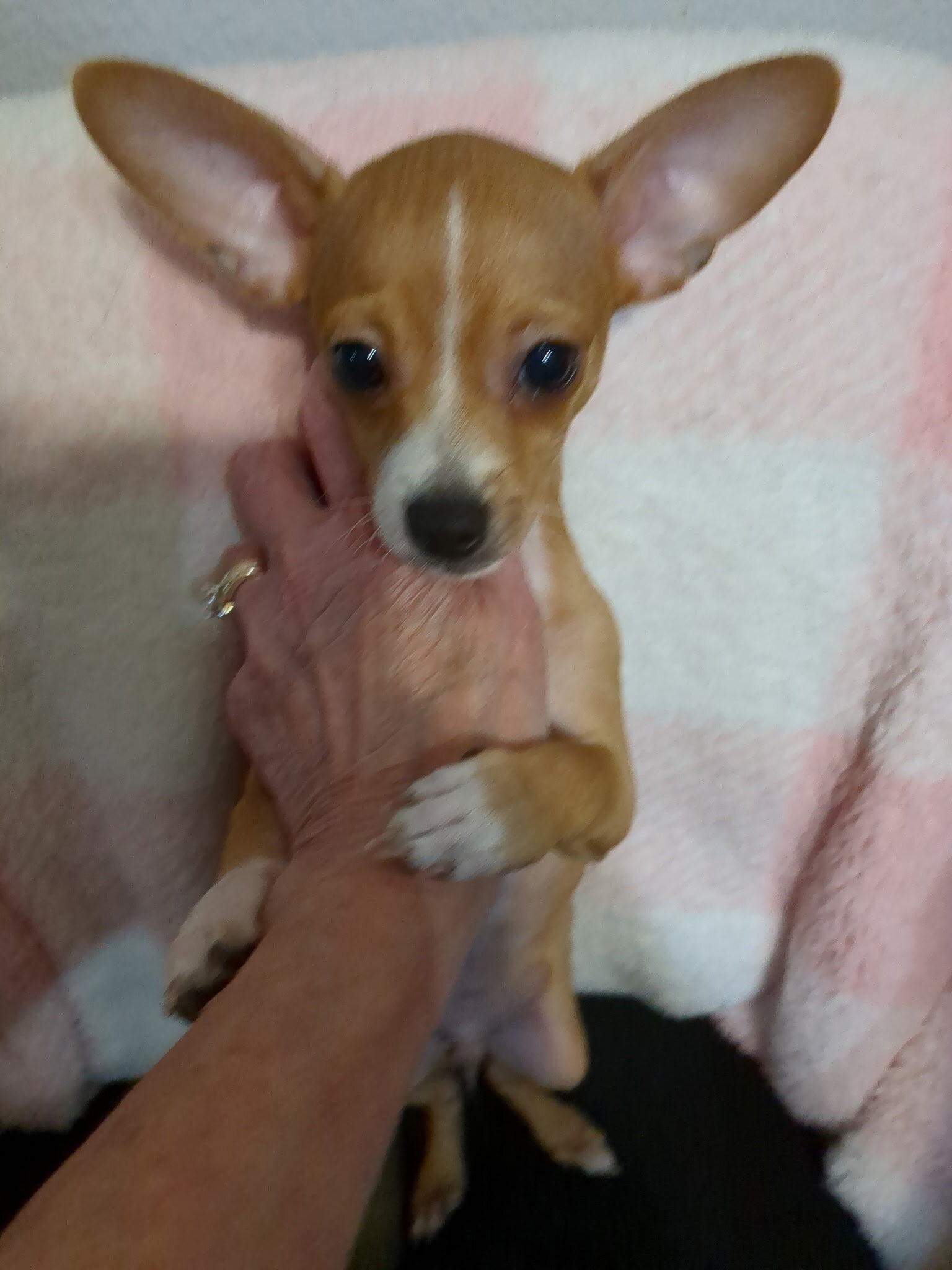 Teddy Chihuahua image 3