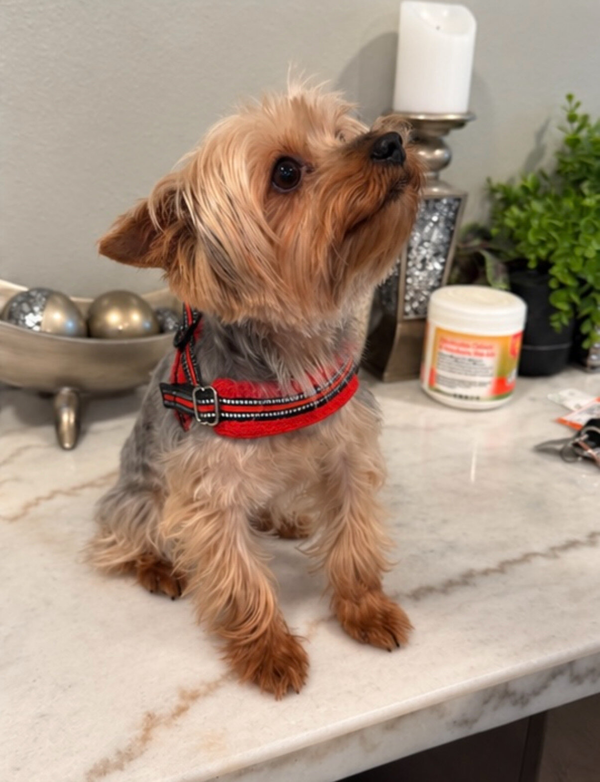 Yorkie image 3