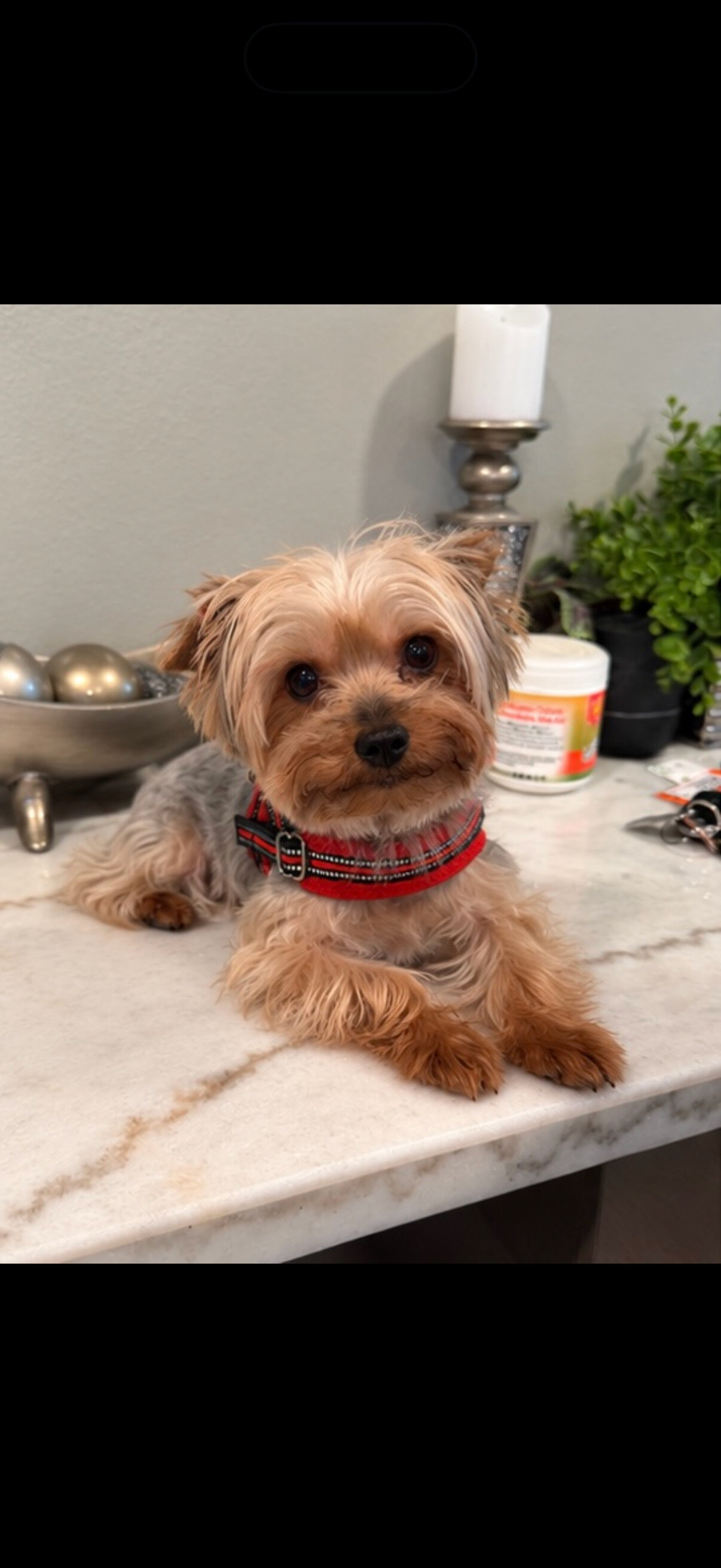 Yorkie image 2