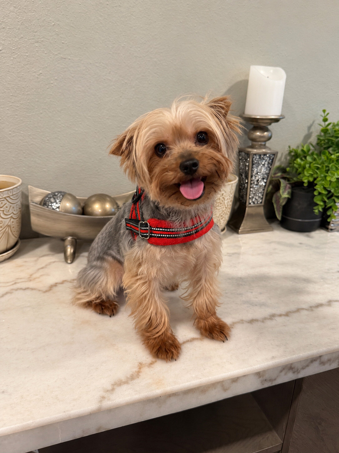 Yorkie image 1