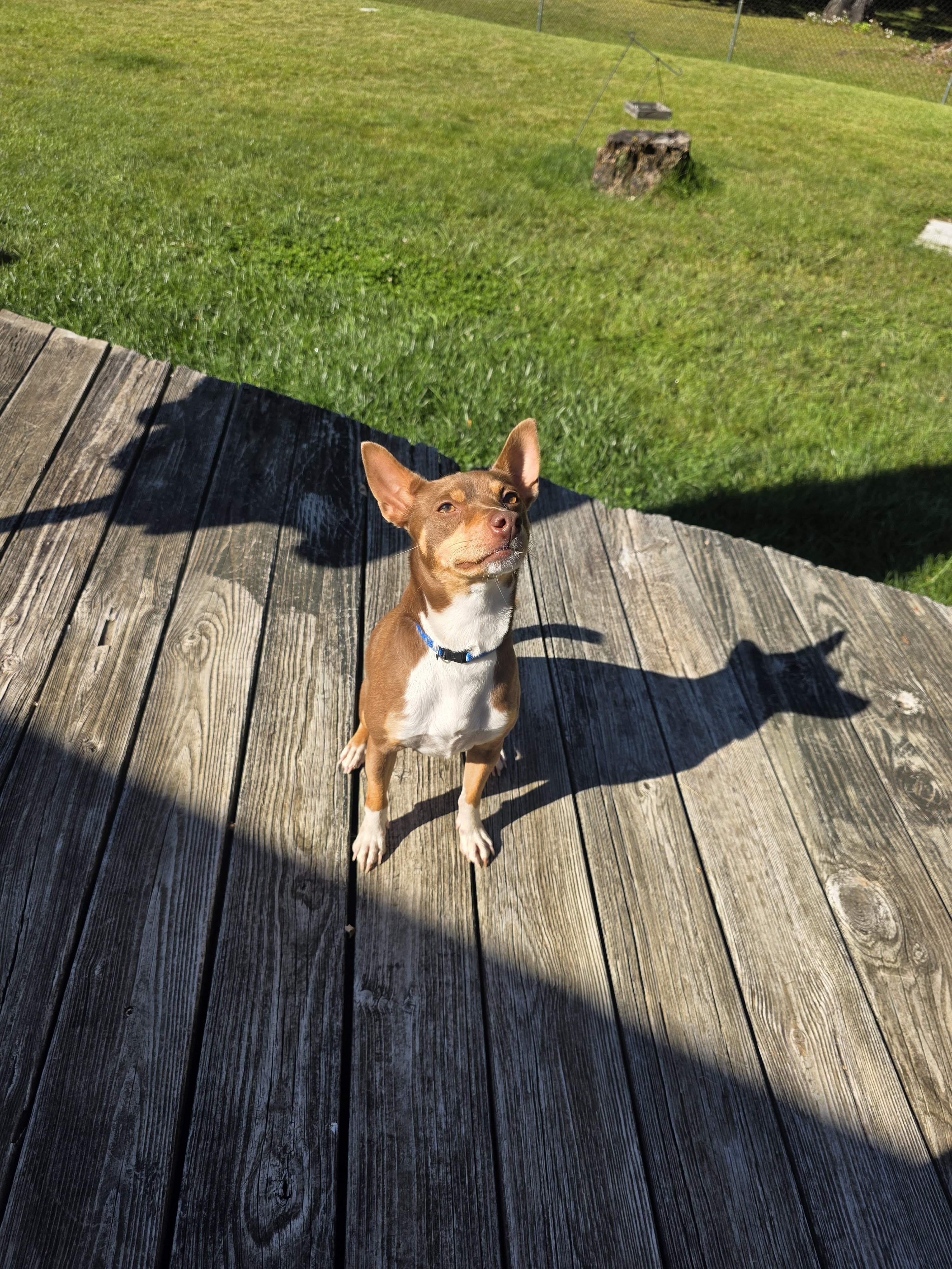 Dog image 2