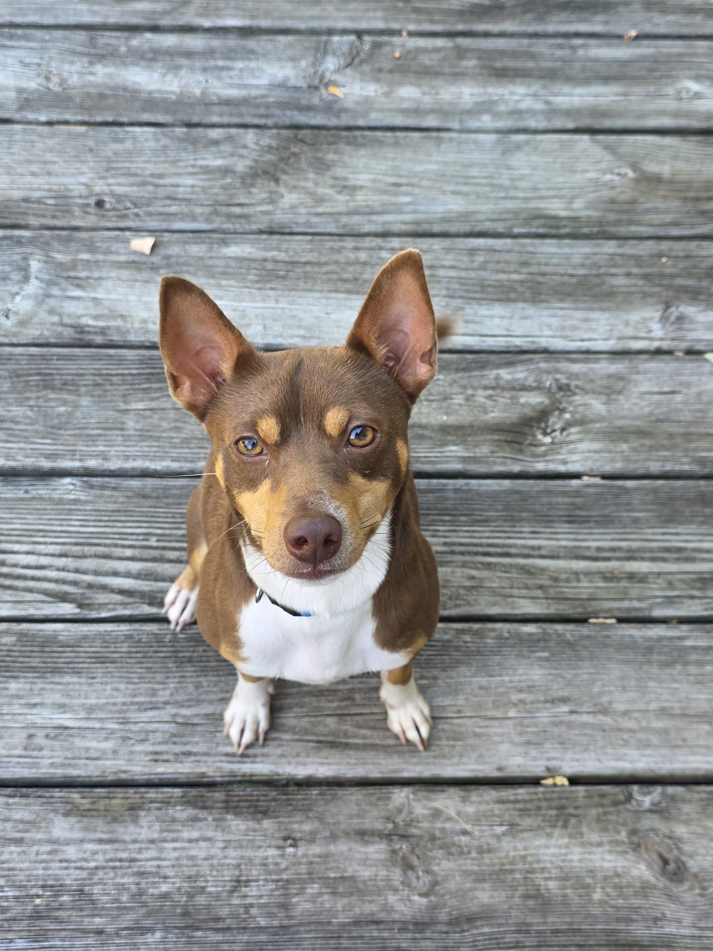 Dog image 3