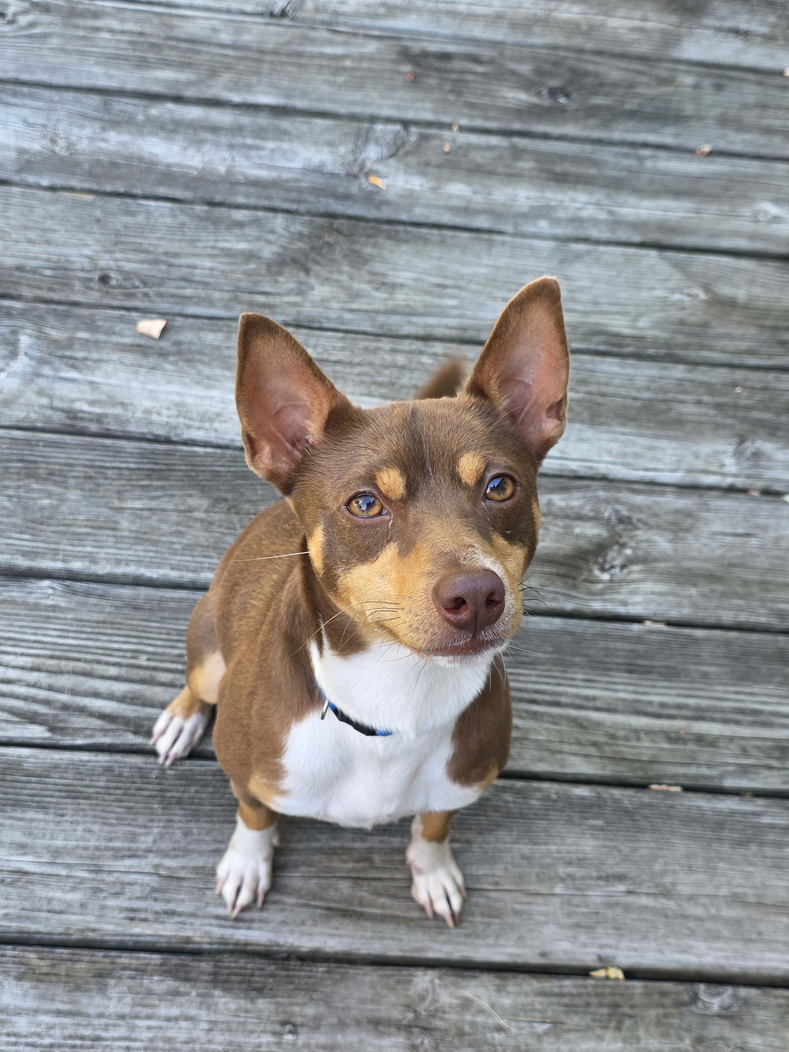 Dog image 4