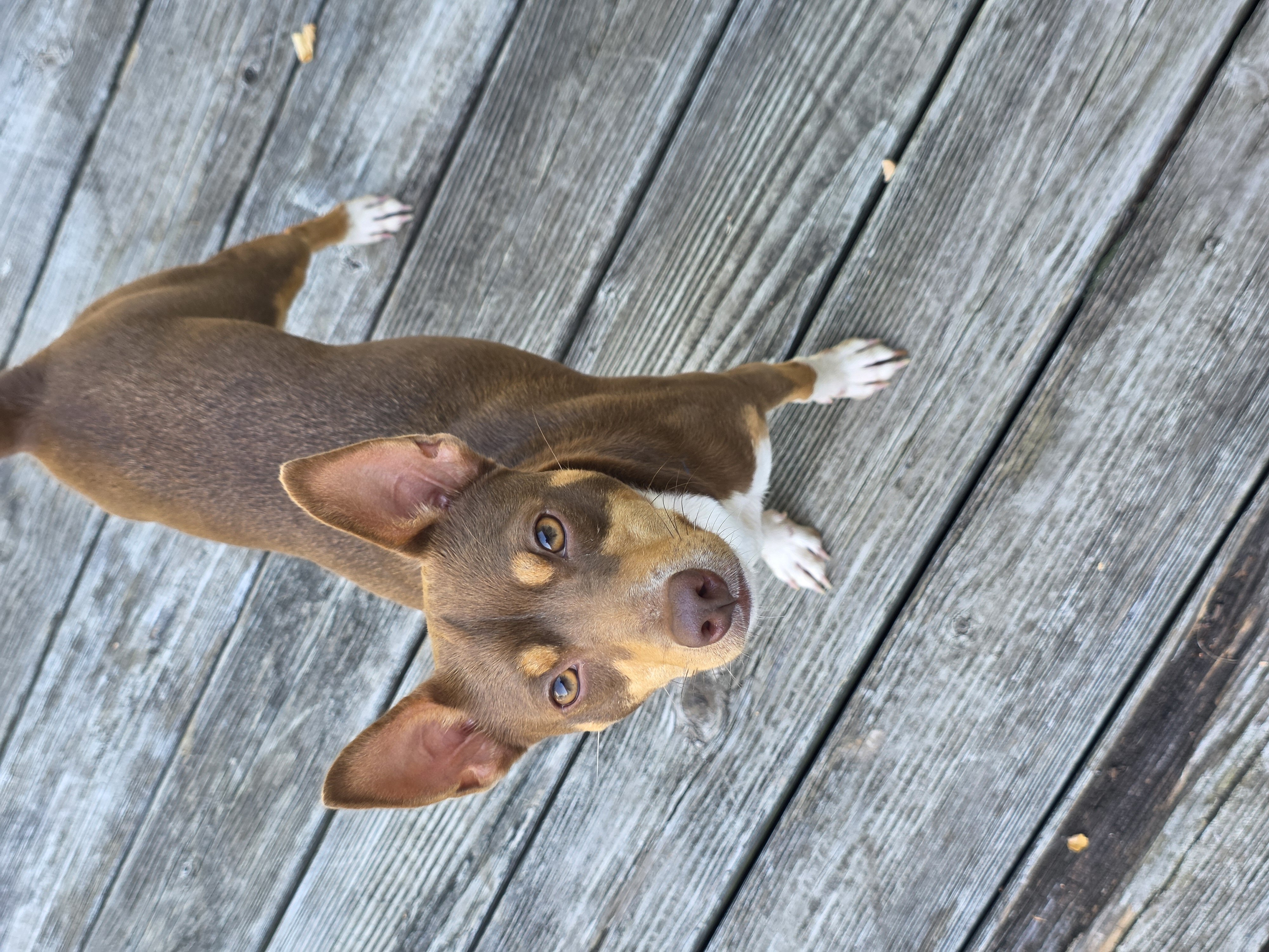 Dog image 1
