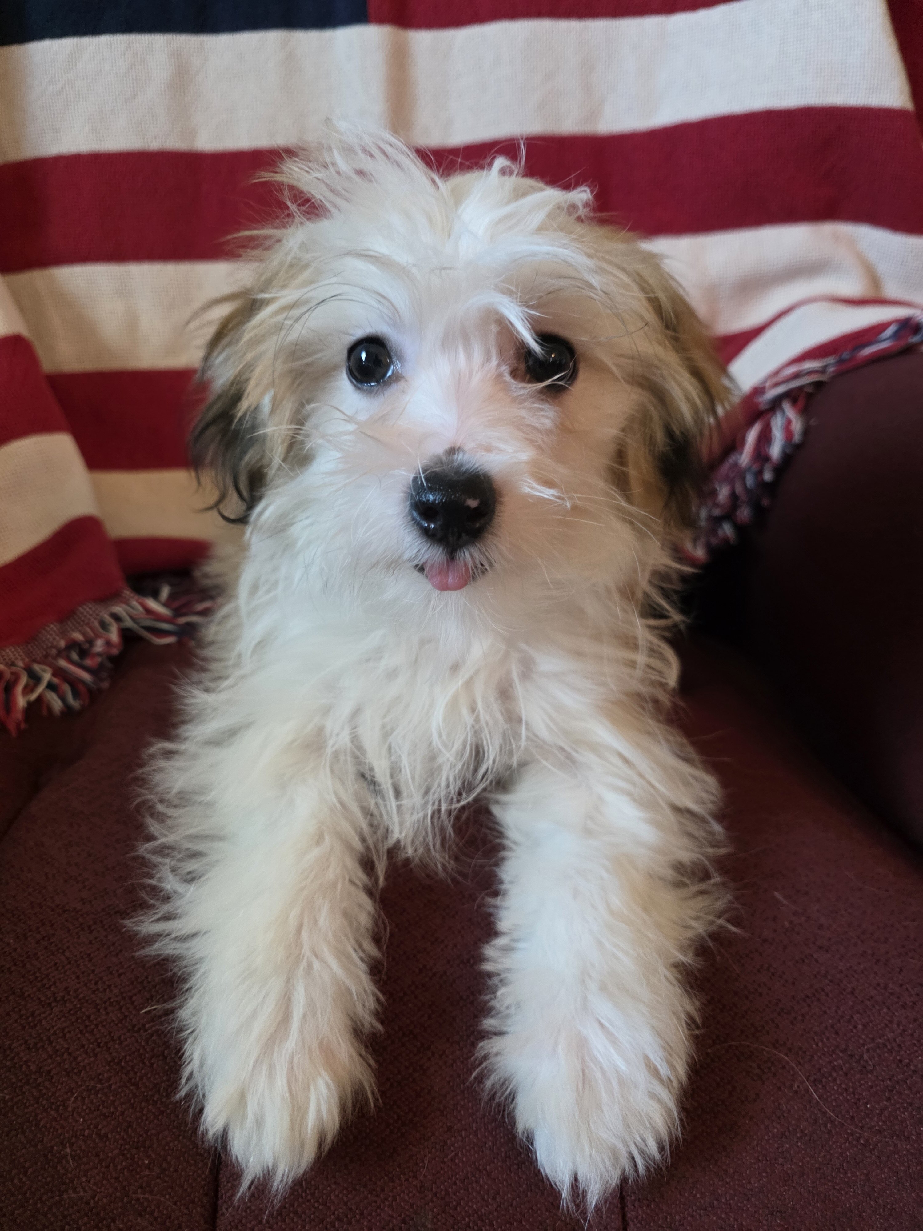 Havanese Puppies image 1