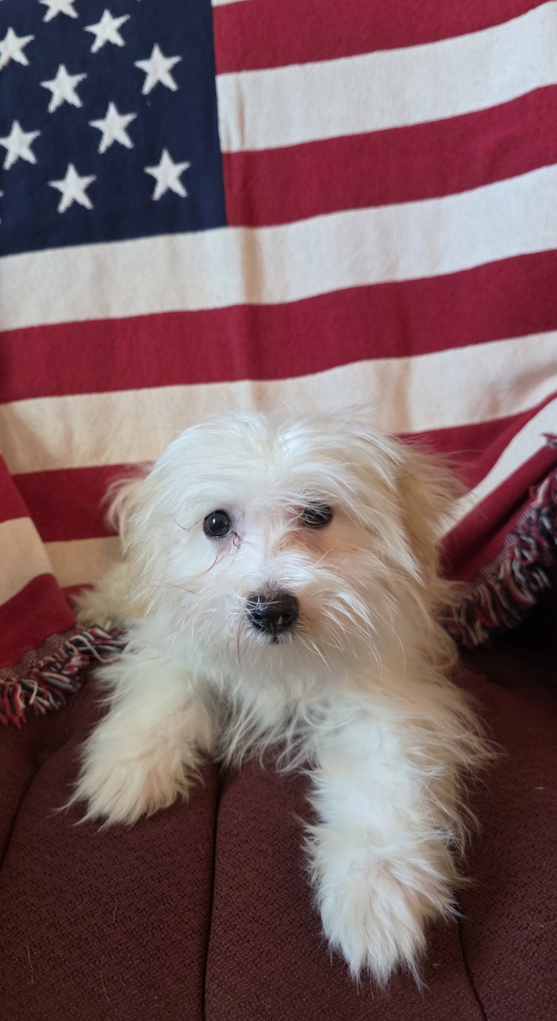 Havanese Puppies image 2