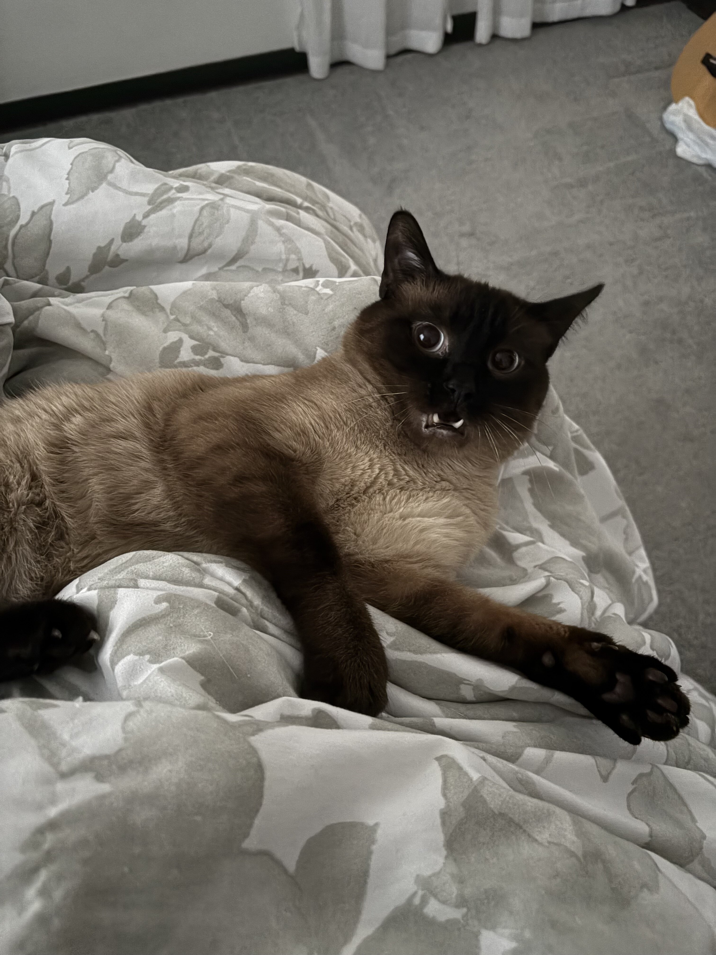 Rehoming 3 Siamese Adult Cats image 3