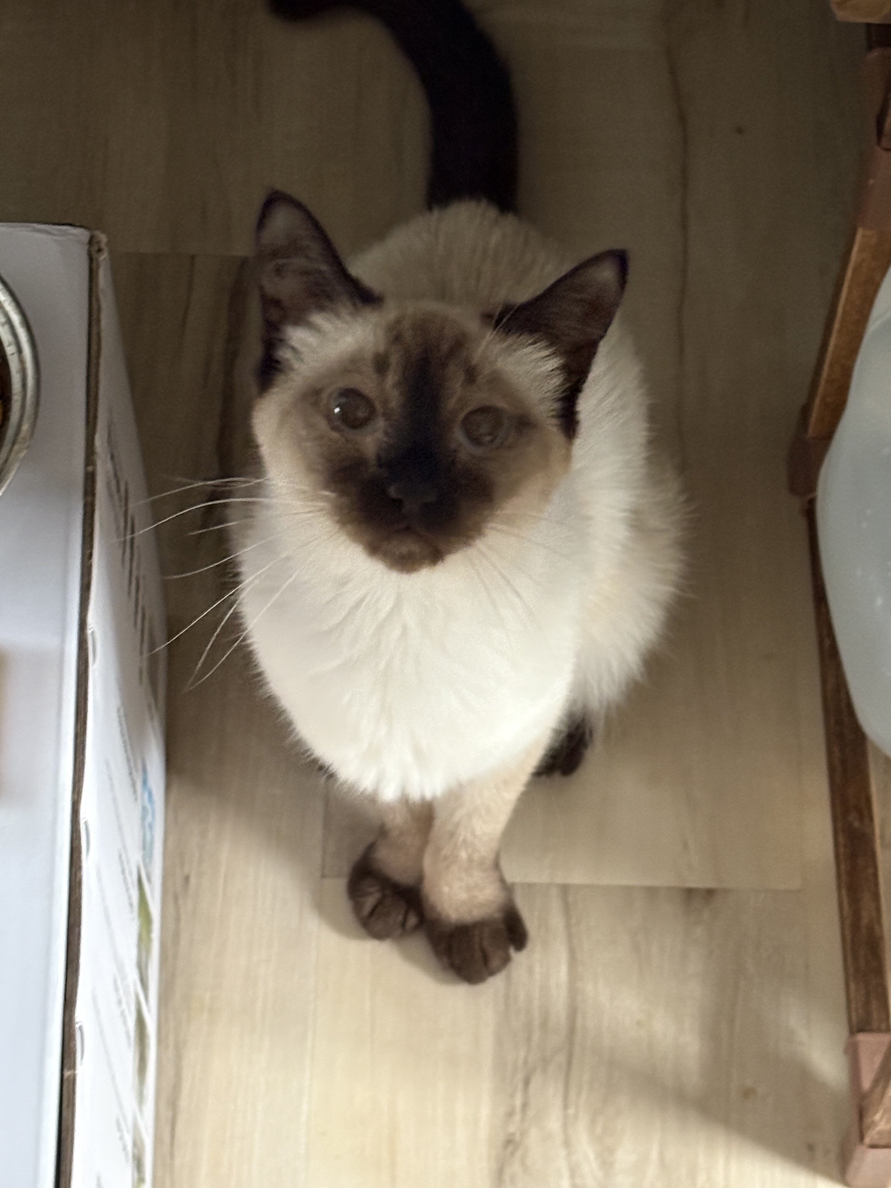 Rehoming 3 Siamese Adult Cats image 2