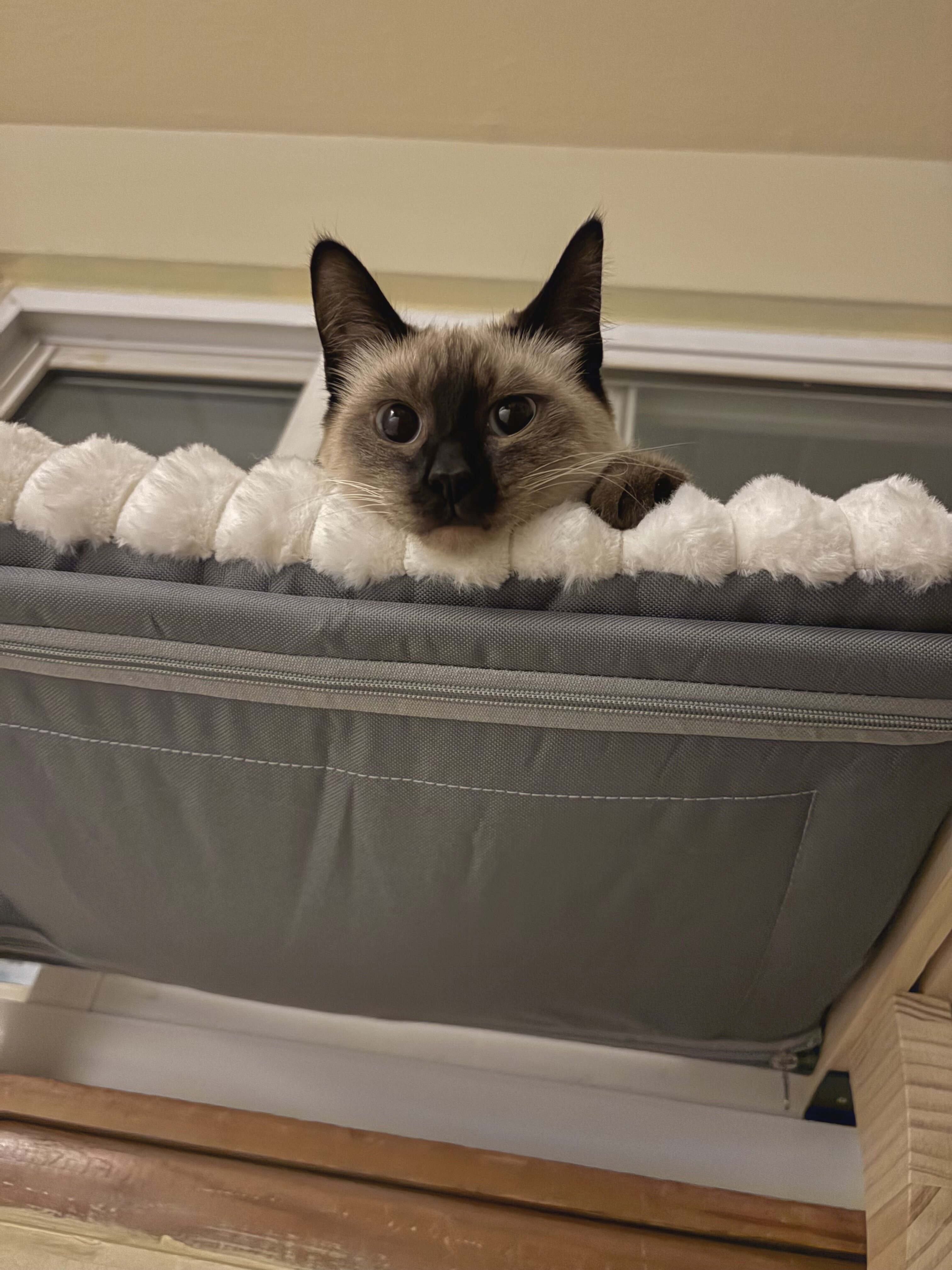 Rehoming 3 Siamese Adult Cats image 1