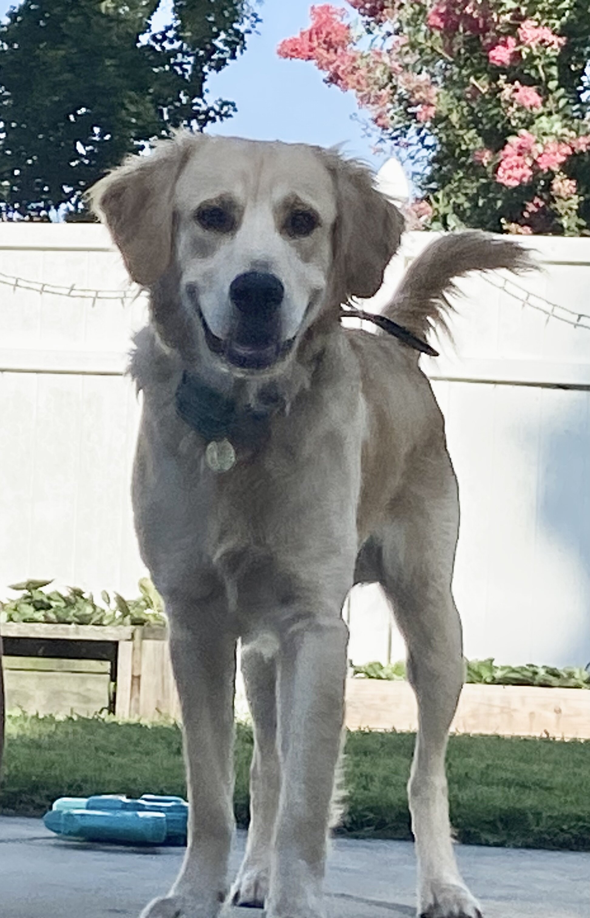 Golden Retriever/Labrador “Goldador” image 1