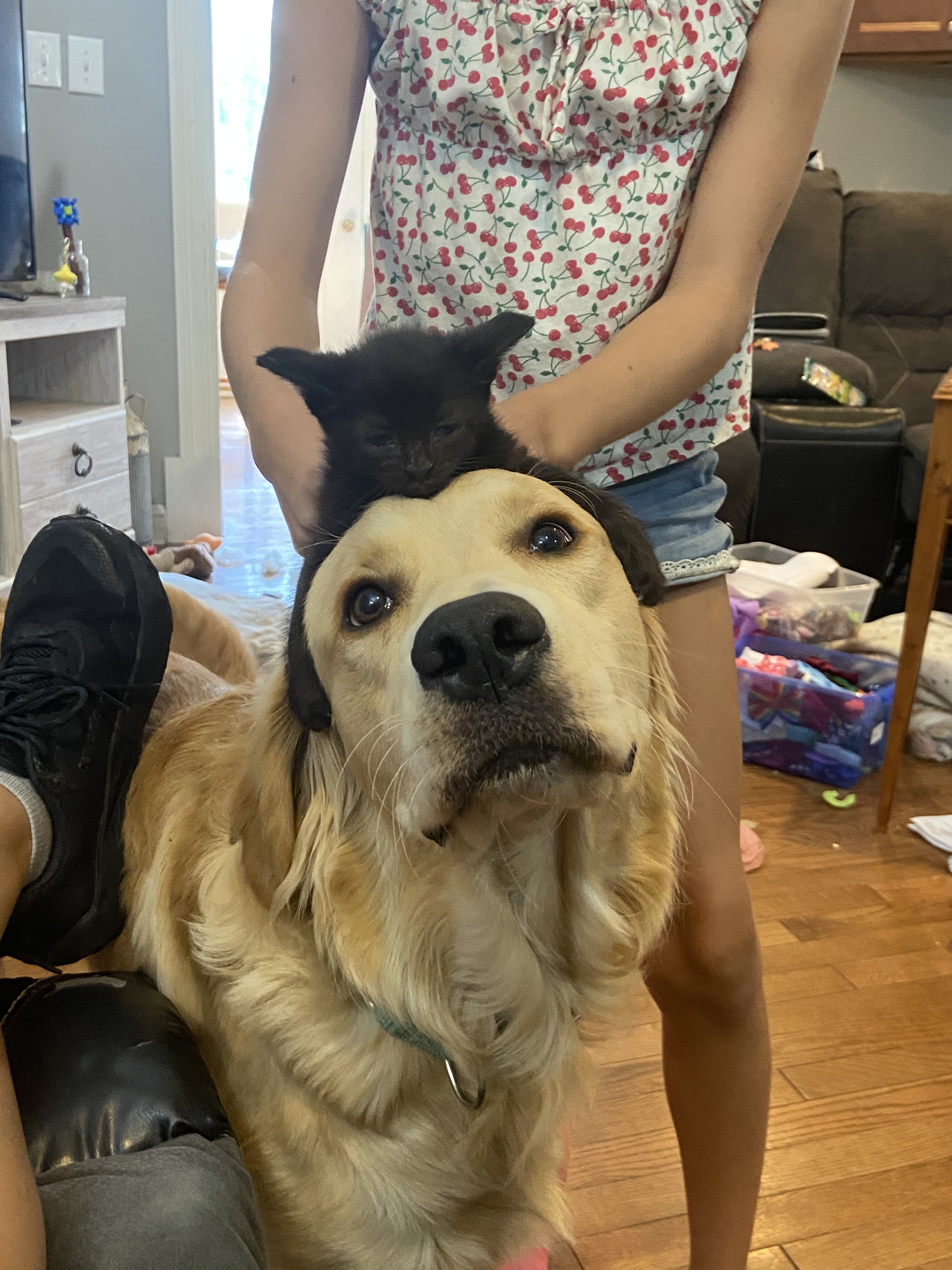 Golden Retriever/Labrador “Goldador” image 2