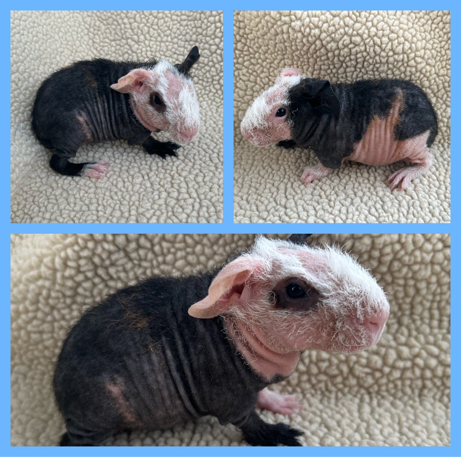 Werewolf Skinny Pig boars image 1