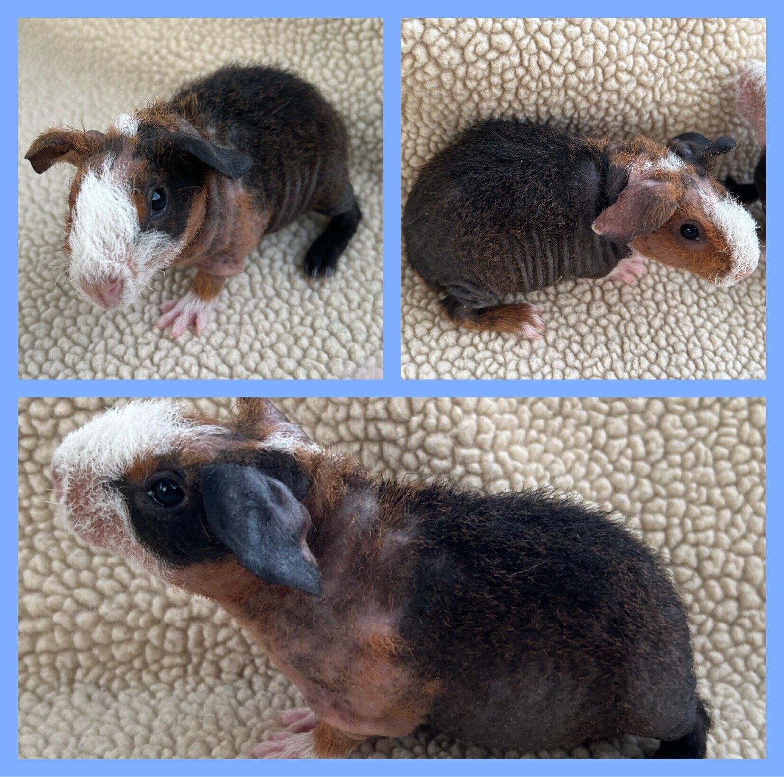 Werewolf Skinny Pig boars image 2