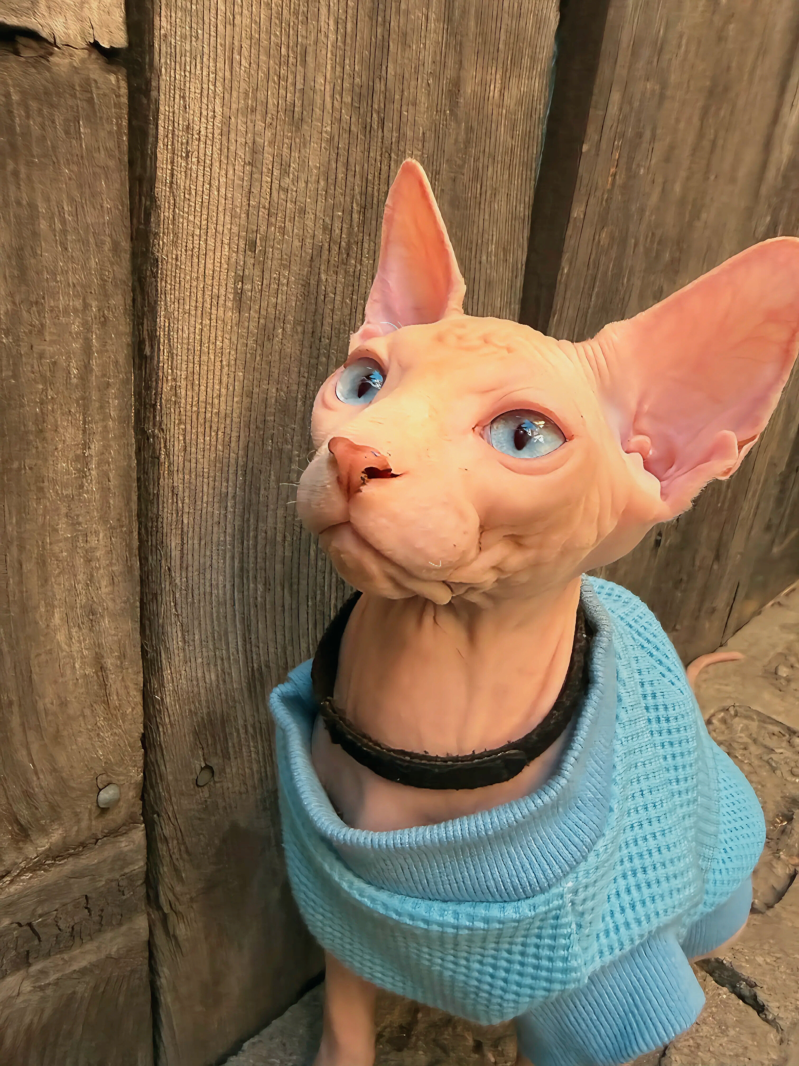 Sphynx Males image 1