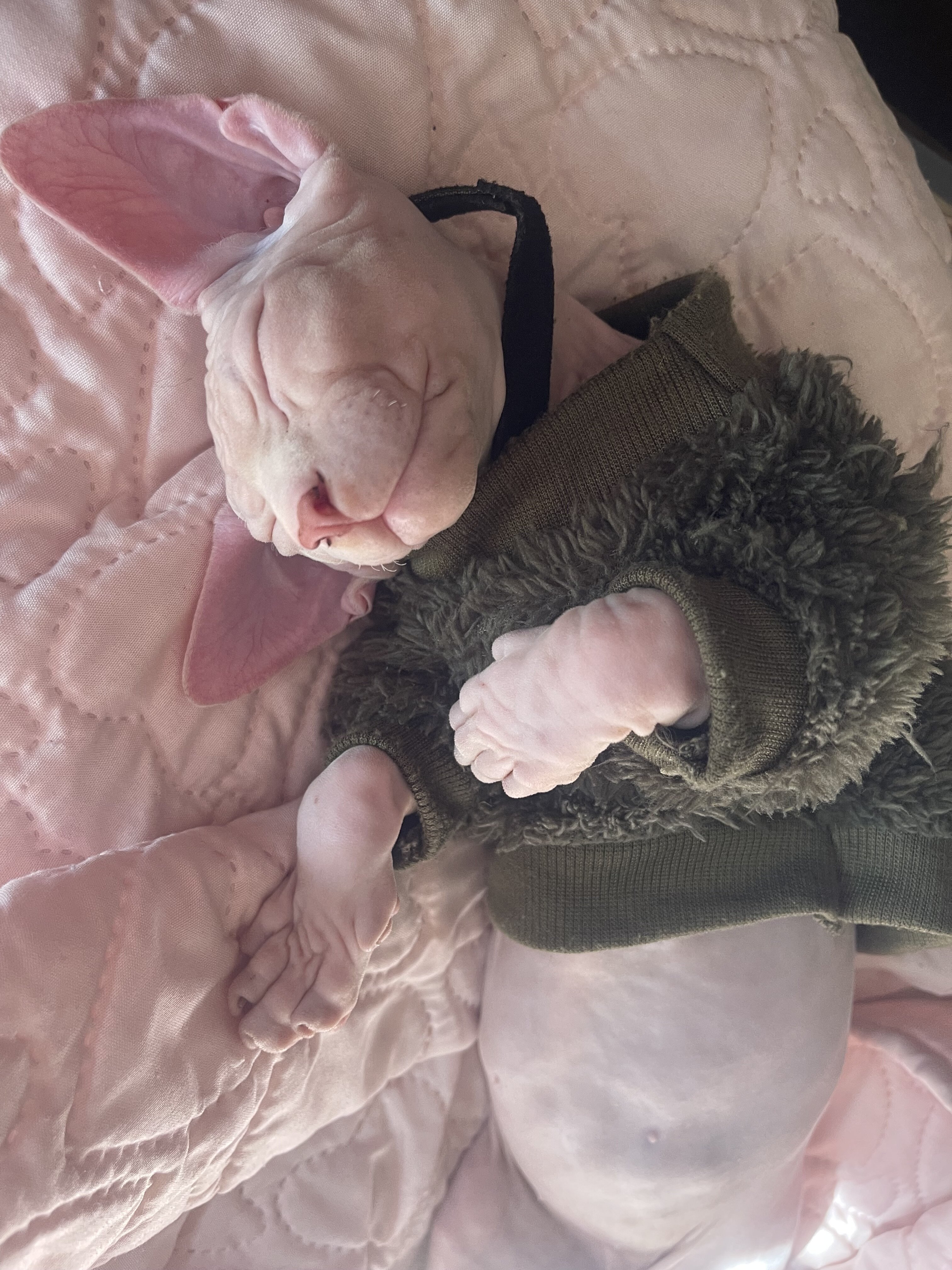 Sphynx Males image 3