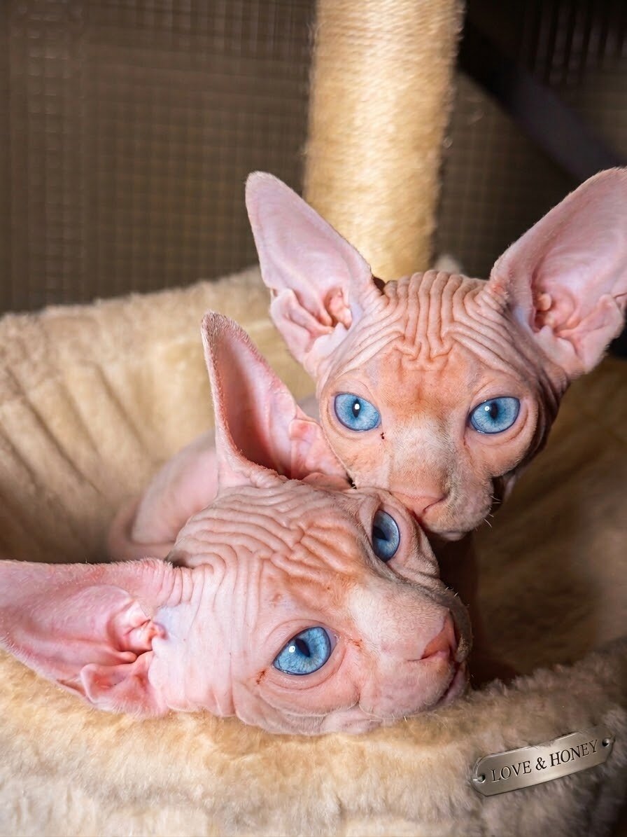 Sphynx Males image 2
