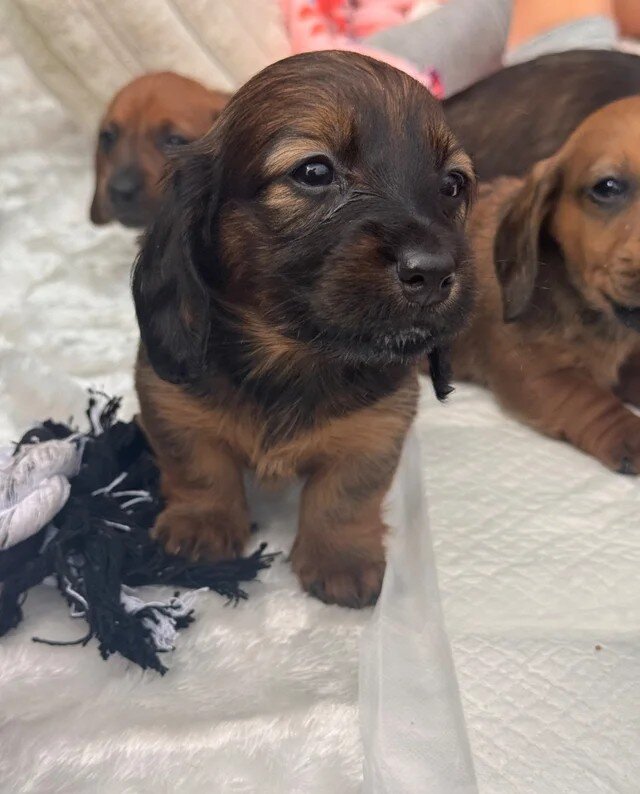 Long haired Sable cream Dachshund puppies last 1 image 1