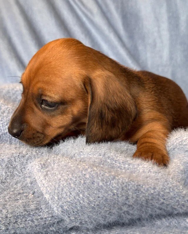 Long haired Sable cream Dachshund puppies last 1 image 2