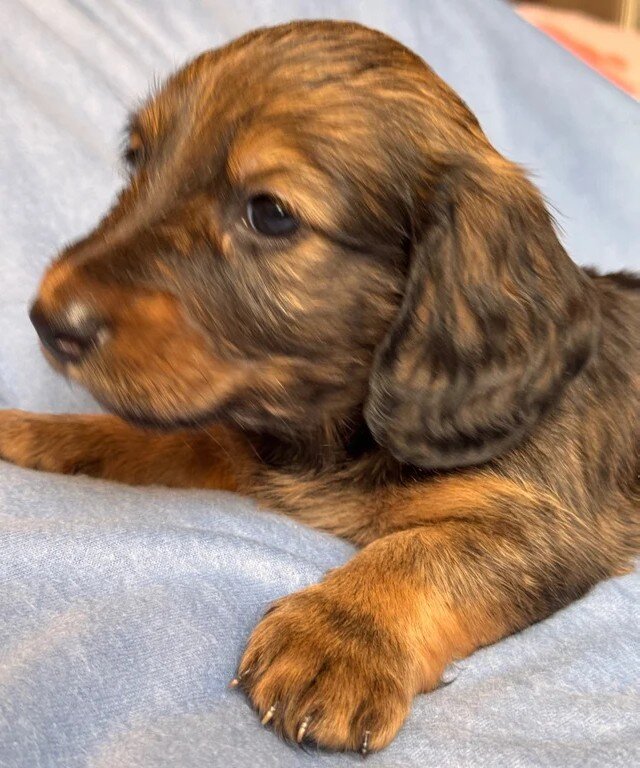 Long haired Sable cream Dachshund puppies last 1 image 4